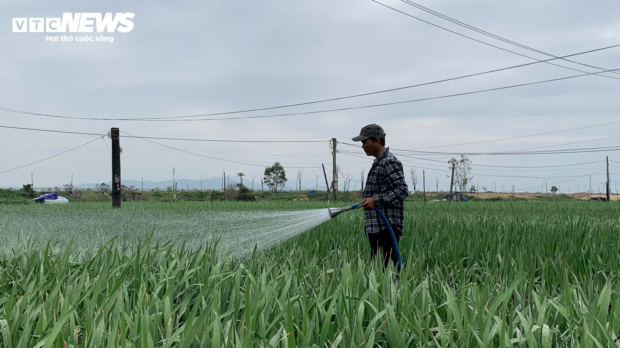 Thủ phủ hoa lay ơn ở Phú Yên mất mùa, nông dân lo mất Tết - 6