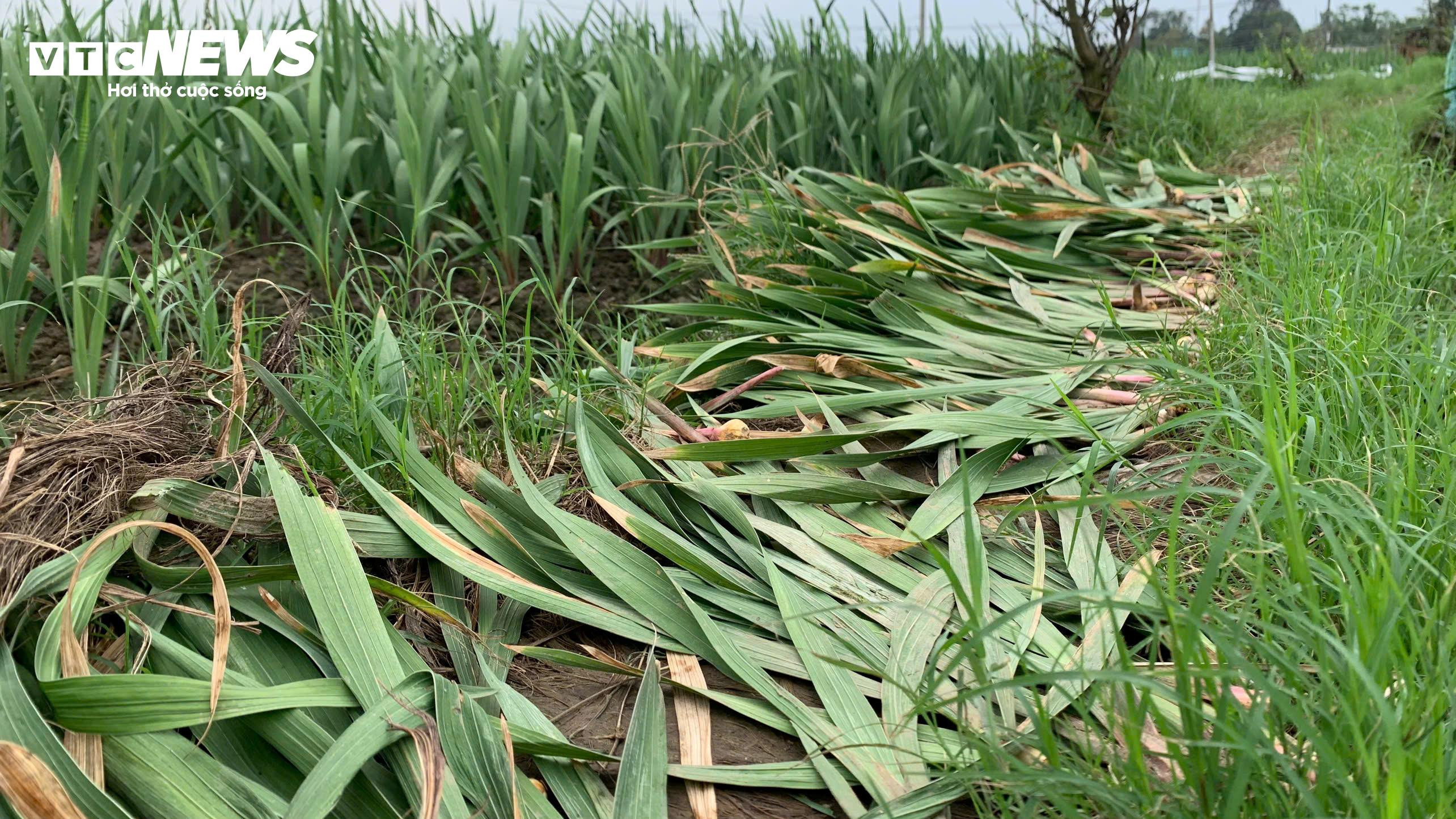 Thủ phủ hoa lay ơn ở Phú Yên mất mùa, nông dân lo mất Tết - 5