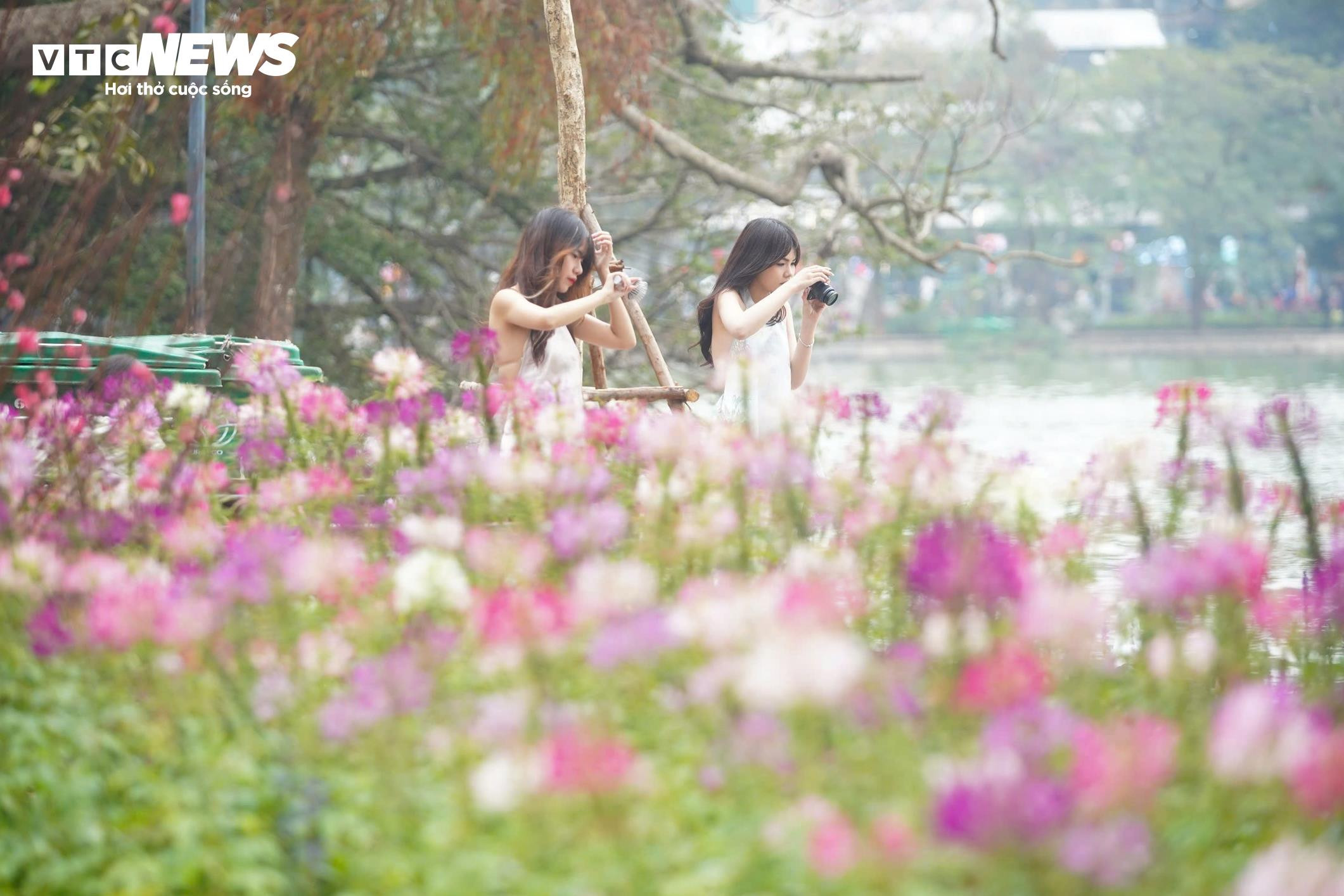 Thiếu nữ Hà Nội diện áo dài bên hoa đào, dạo hồ Gươm dịp cuối năm - 2