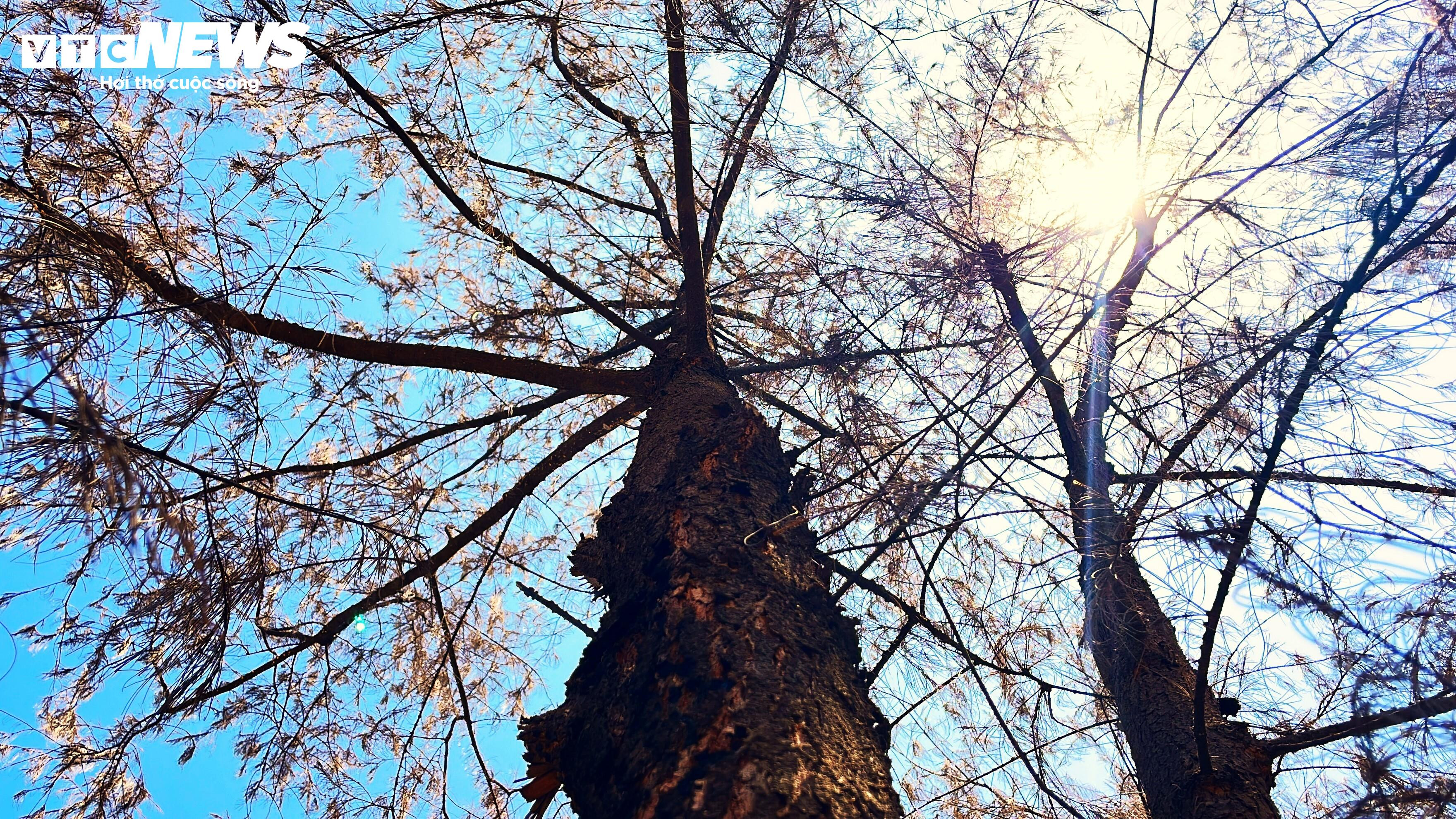 Đem rừng về với biển - 4