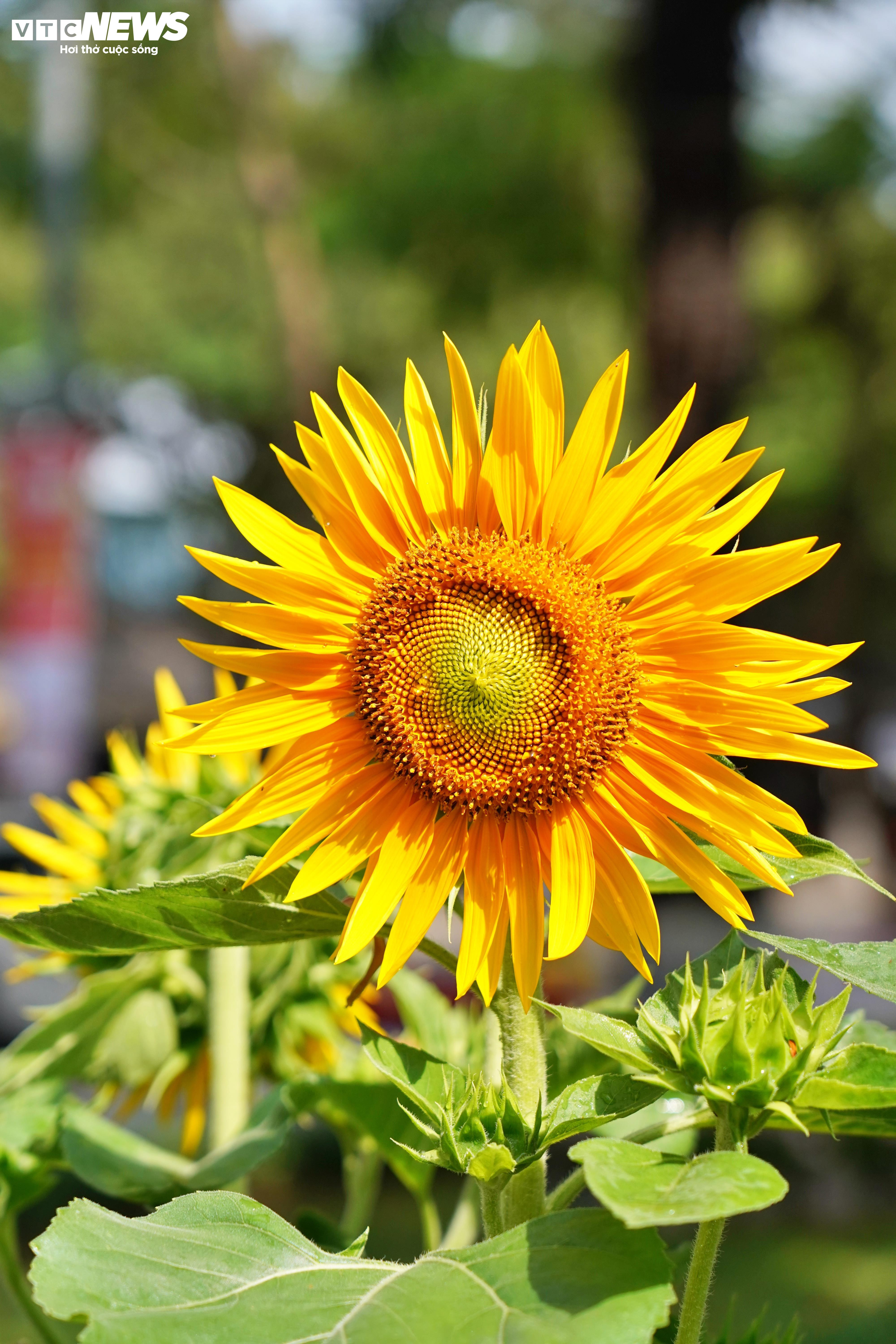 Lộ diện linh vật rắn ở đường hoa ven sông Đồng Nai - 8