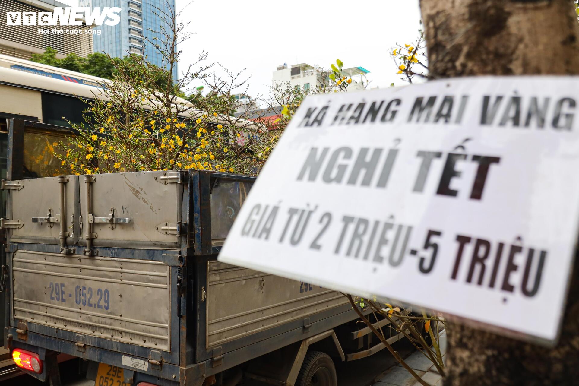 Hoa đào, mai vàng đại hạ giá, tiểu thương xả hàng về quê ăn Tết - 7