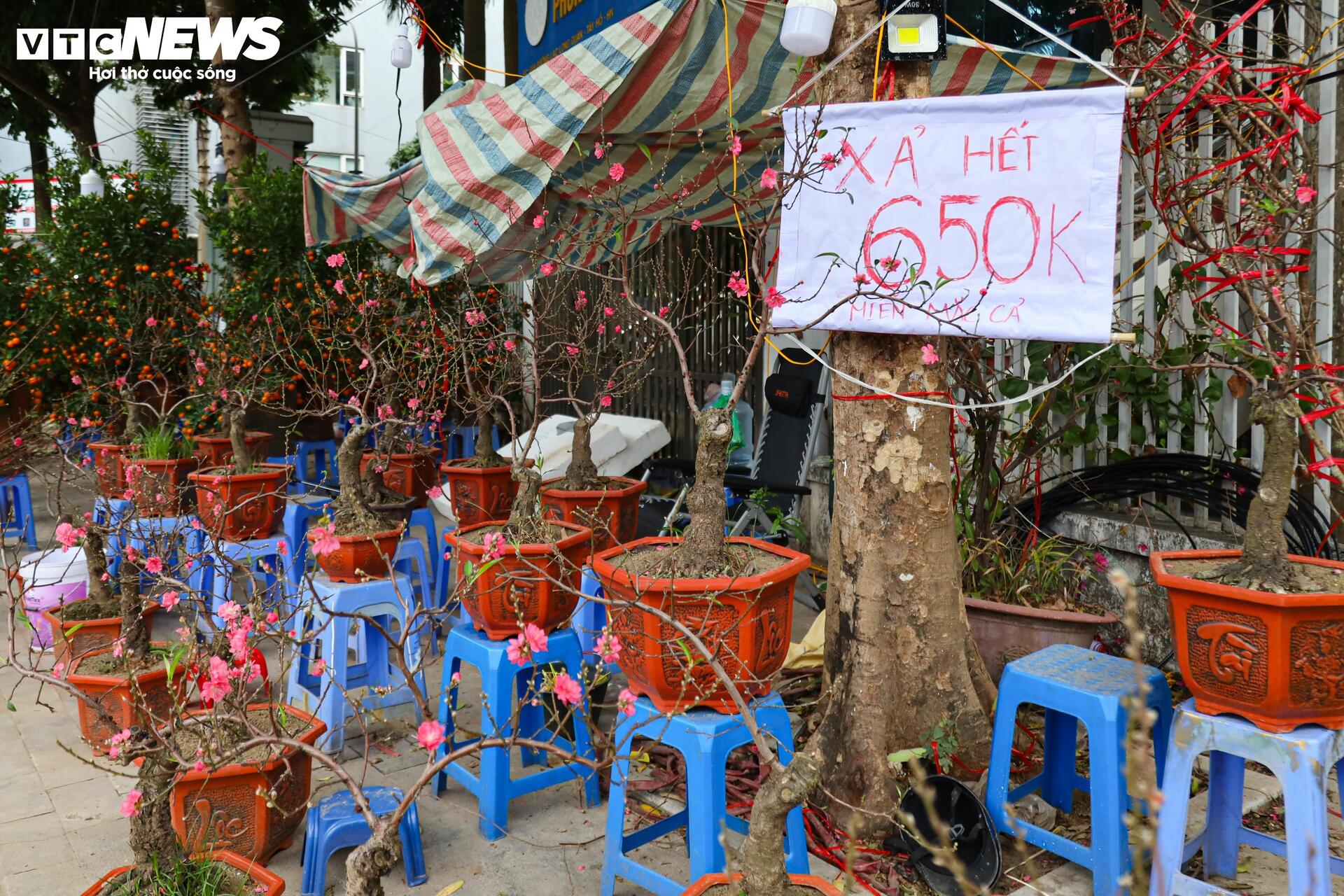 Hoa đào, mai vàng đại hạ giá, tiểu thương xả hàng về quê ăn Tết - 8