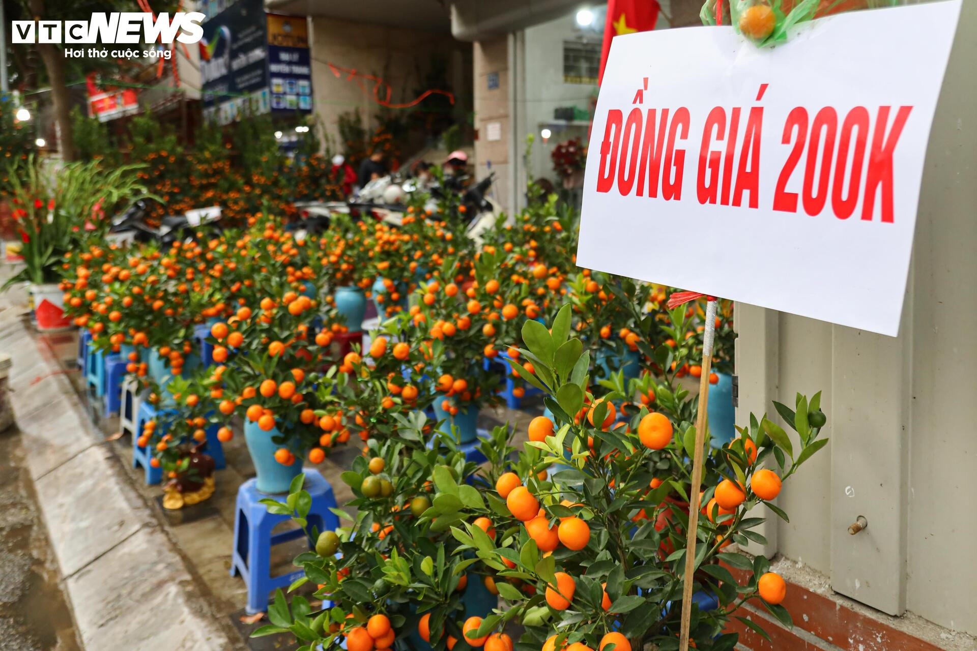 Hoa đào, mai vàng đại hạ giá, tiểu thương xả hàng về quê ăn Tết - 10