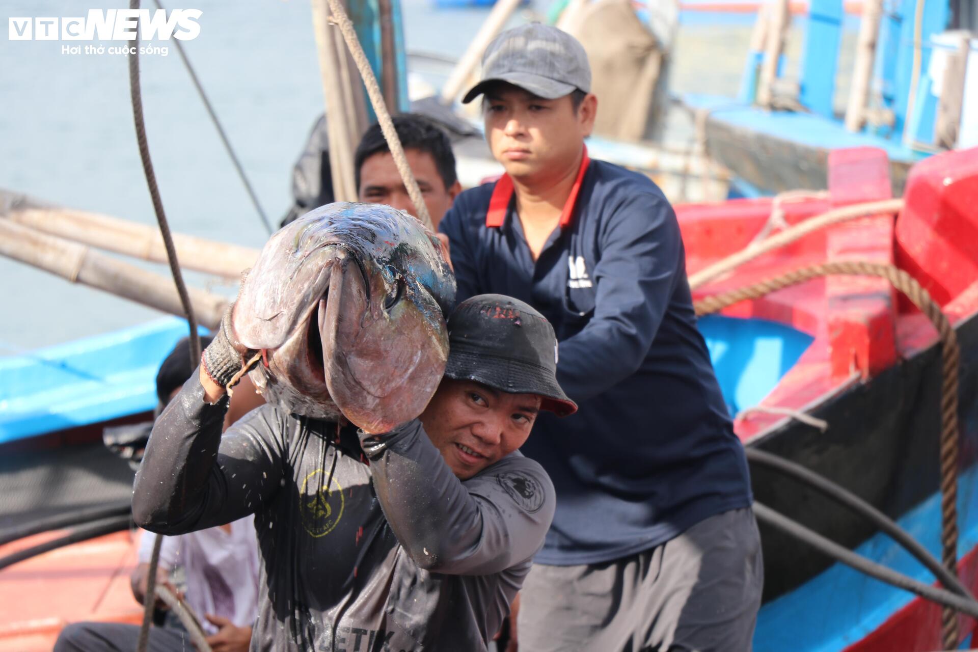 Chuyến biển đầu năm bội thu, ngư dân Phú Yên 'oằn vai' cõng cá ngừ đại dương - 5