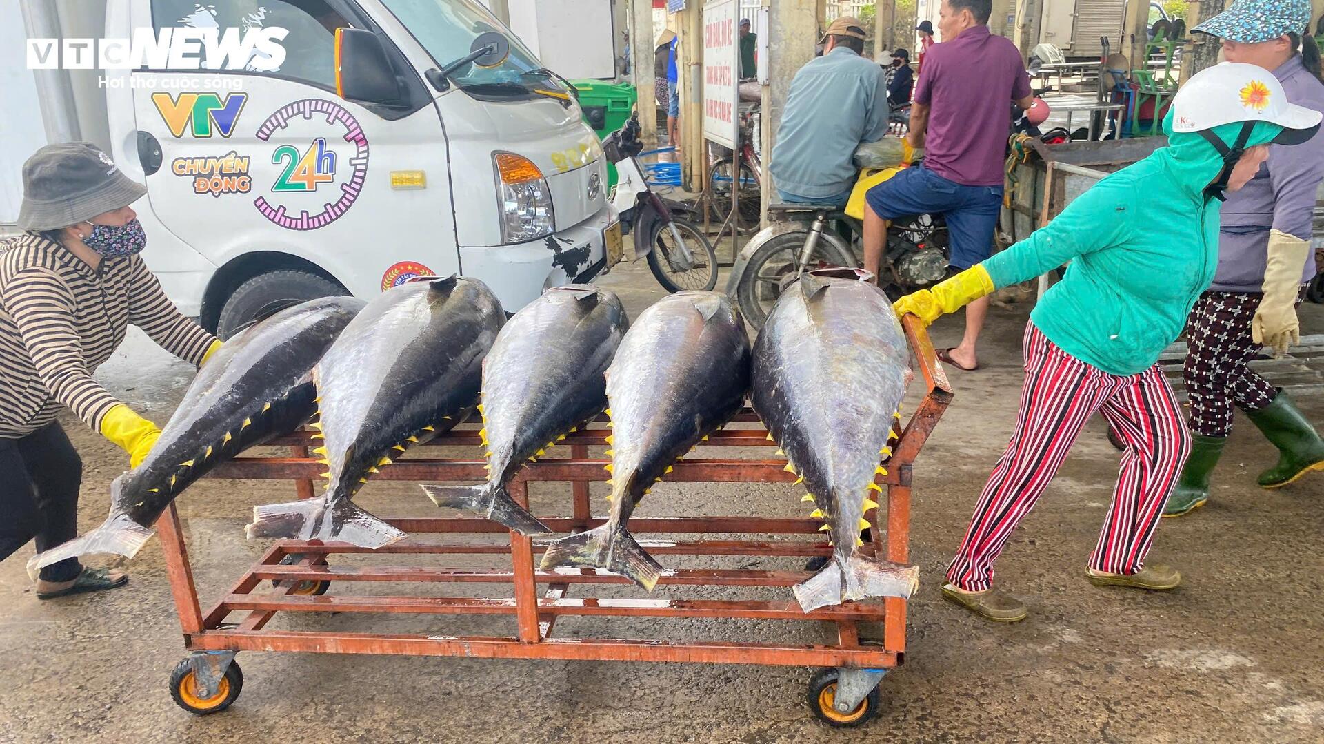 Chuyến biển đầu năm bội thu, ngư dân Phú Yên 'oằn vai' cõng cá ngừ đại dương - 6