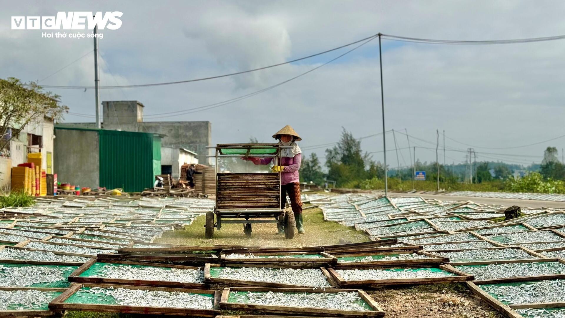 Ngư dân Quảng Ngãi trúng đậm cá cơm, nghề hấp cá tất bật vào vụ - 10