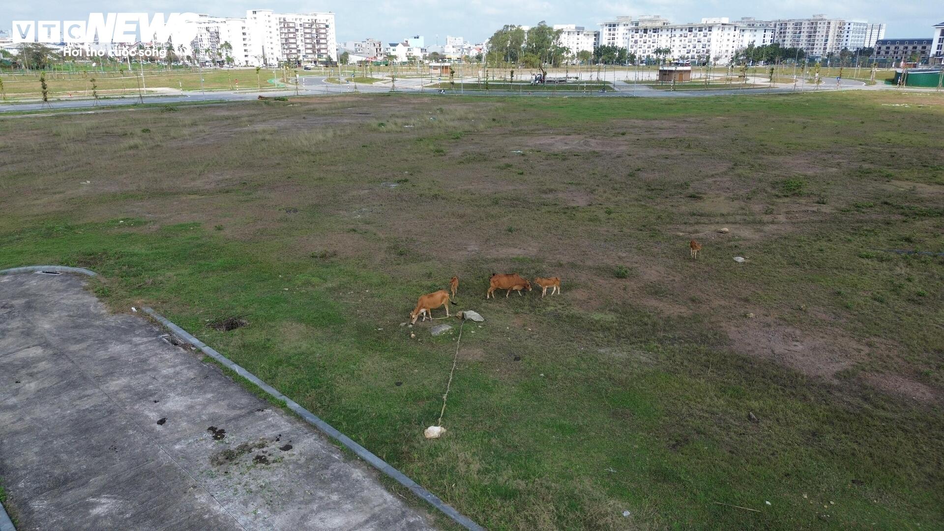 Quảng trường trăm tỷ ở trung tâm TP Huế thành nơi thả bò - 9