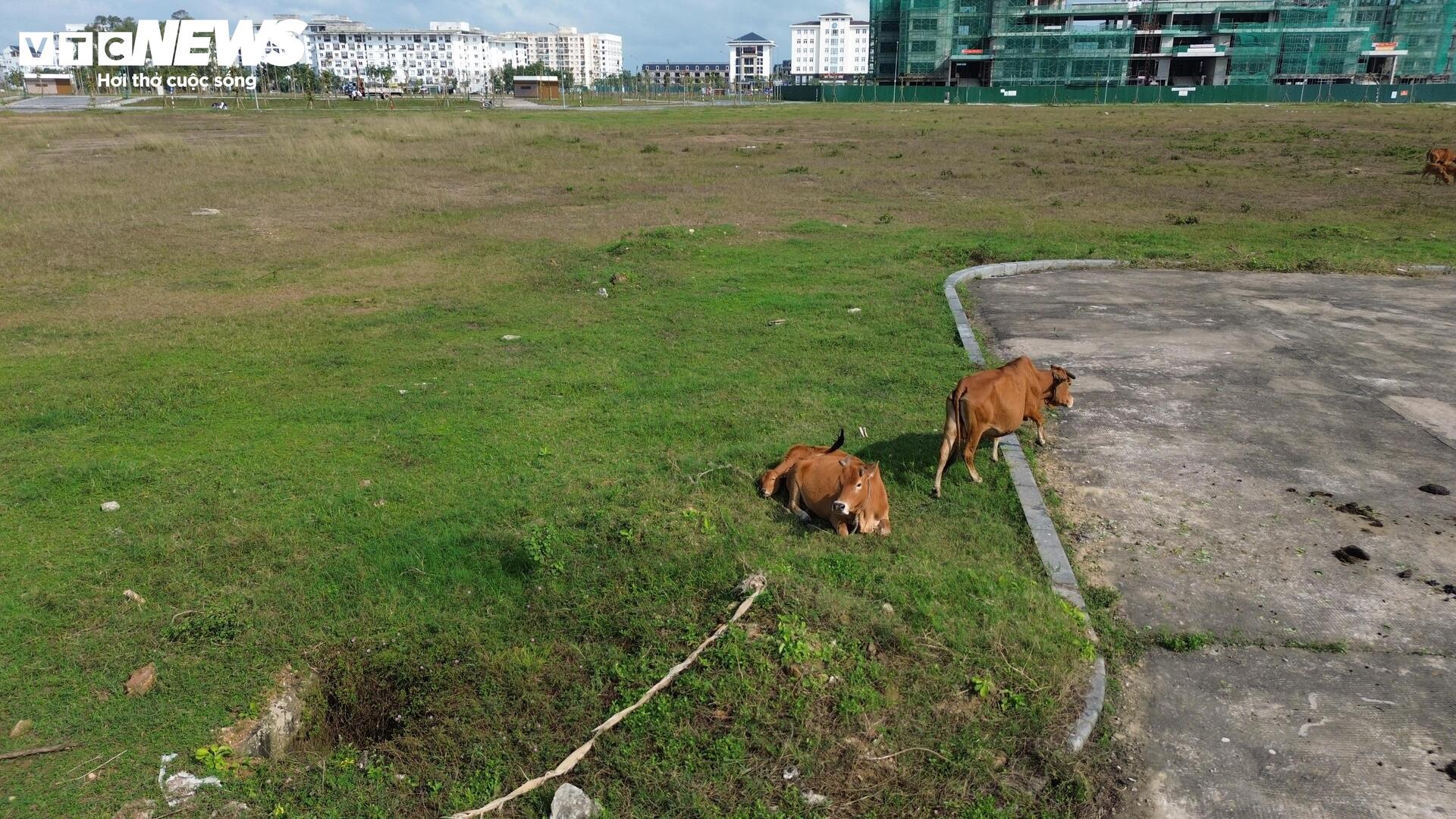 Quảng trường trăm tỷ ở trung tâm TP Huế thành nơi thả bò - 7