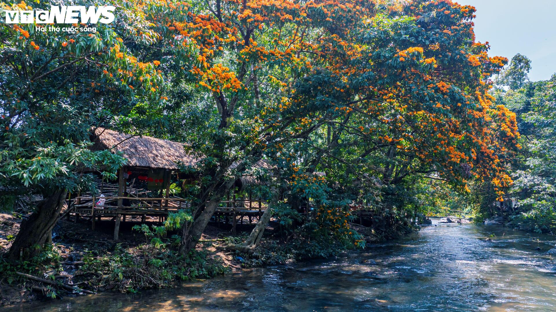 ดอกไม้ป่าที่บานสะพรั่งในบิ่ญดิ่ญงดงามราวกับฉากในหนังยุคเก่า - 11