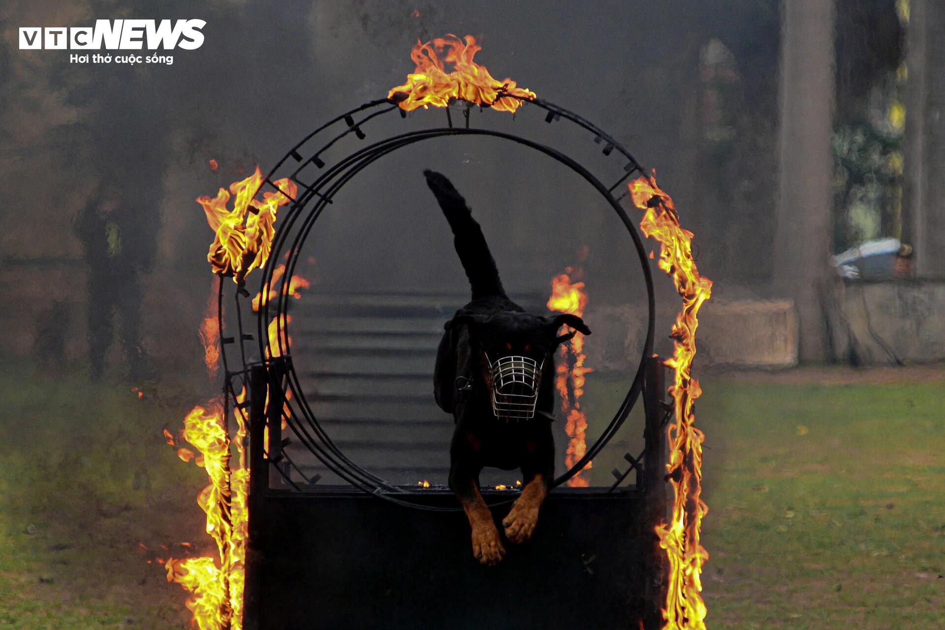 Cảnh khuyến trổ tài vượt vòng lửa, tìm ma tuý, dũng mãnh tấn công tội phạm - 14