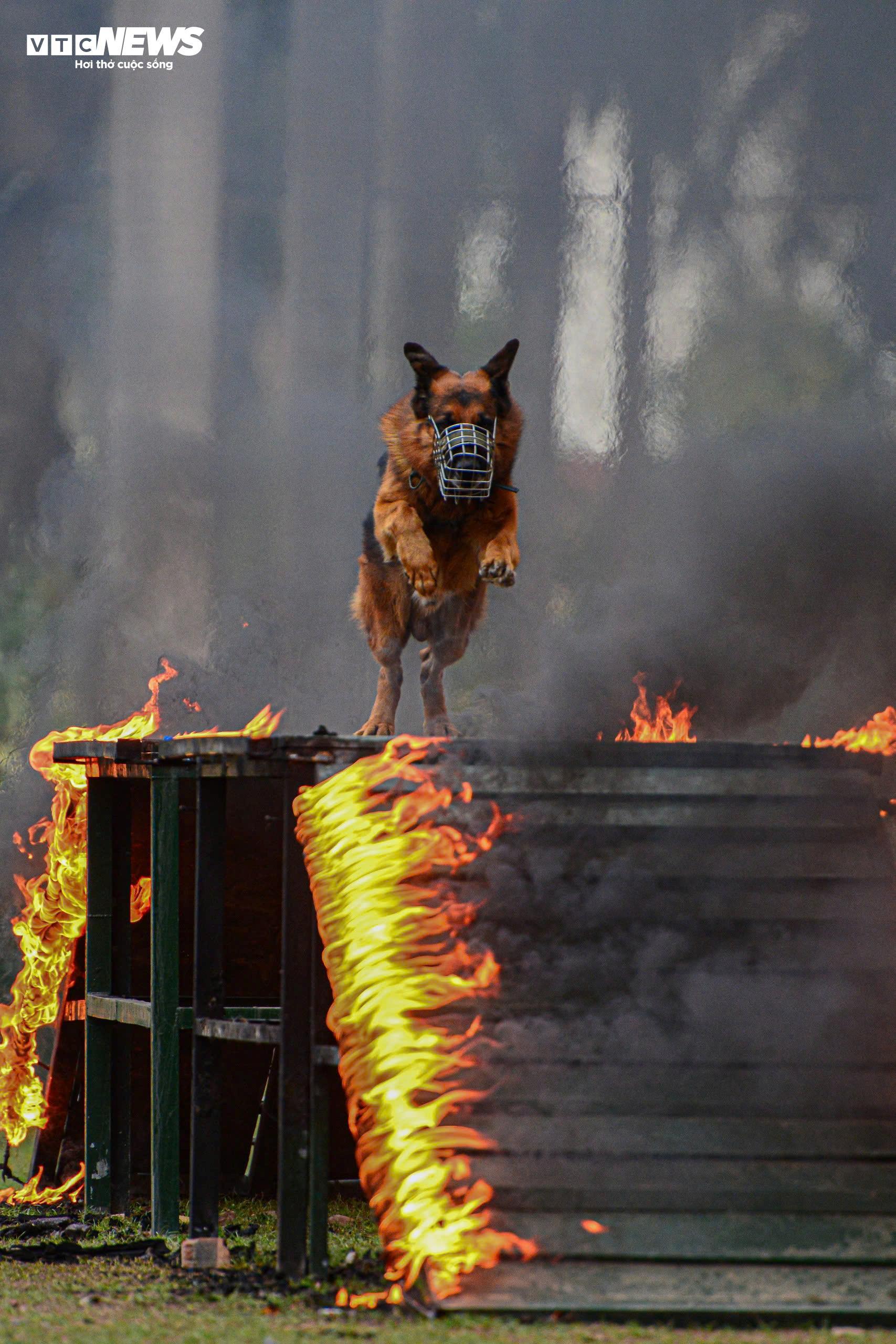 Cảnh khuyến trổ tài vượt vòng lửa, tìm ma tuý, dũng mãnh tấn công tội phạm - 12