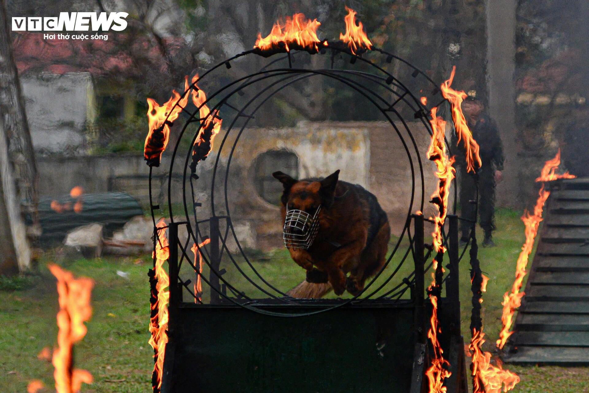 Cảnh khuyến trổ tài vượt vòng lửa, tìm ma tuý, dũng mãnh tấn công tội phạm - 13