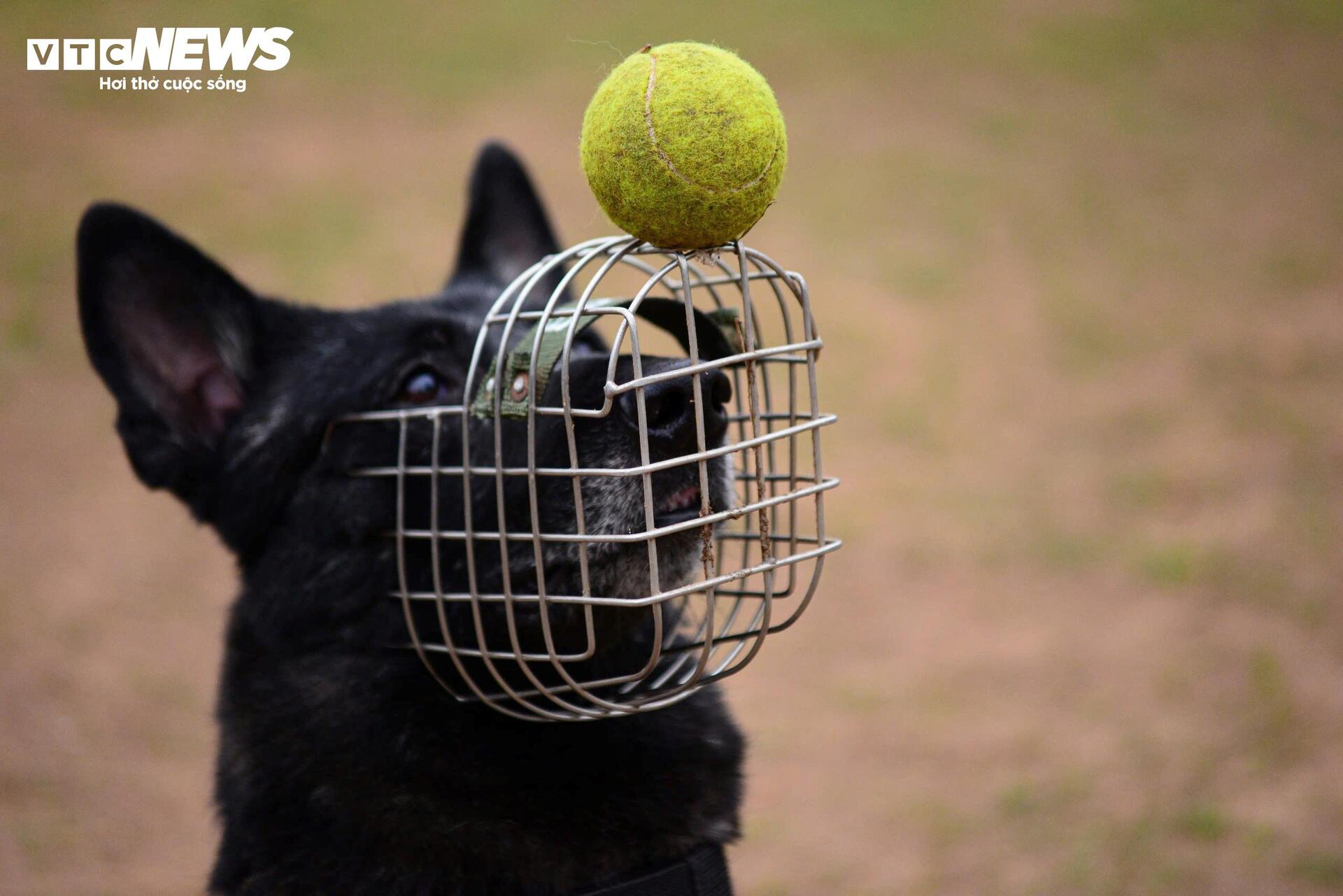 Cảnh khuyến trổ tài vượt vòng lửa, tìm ma tuý, dũng mãnh tấn công tội phạm - 17