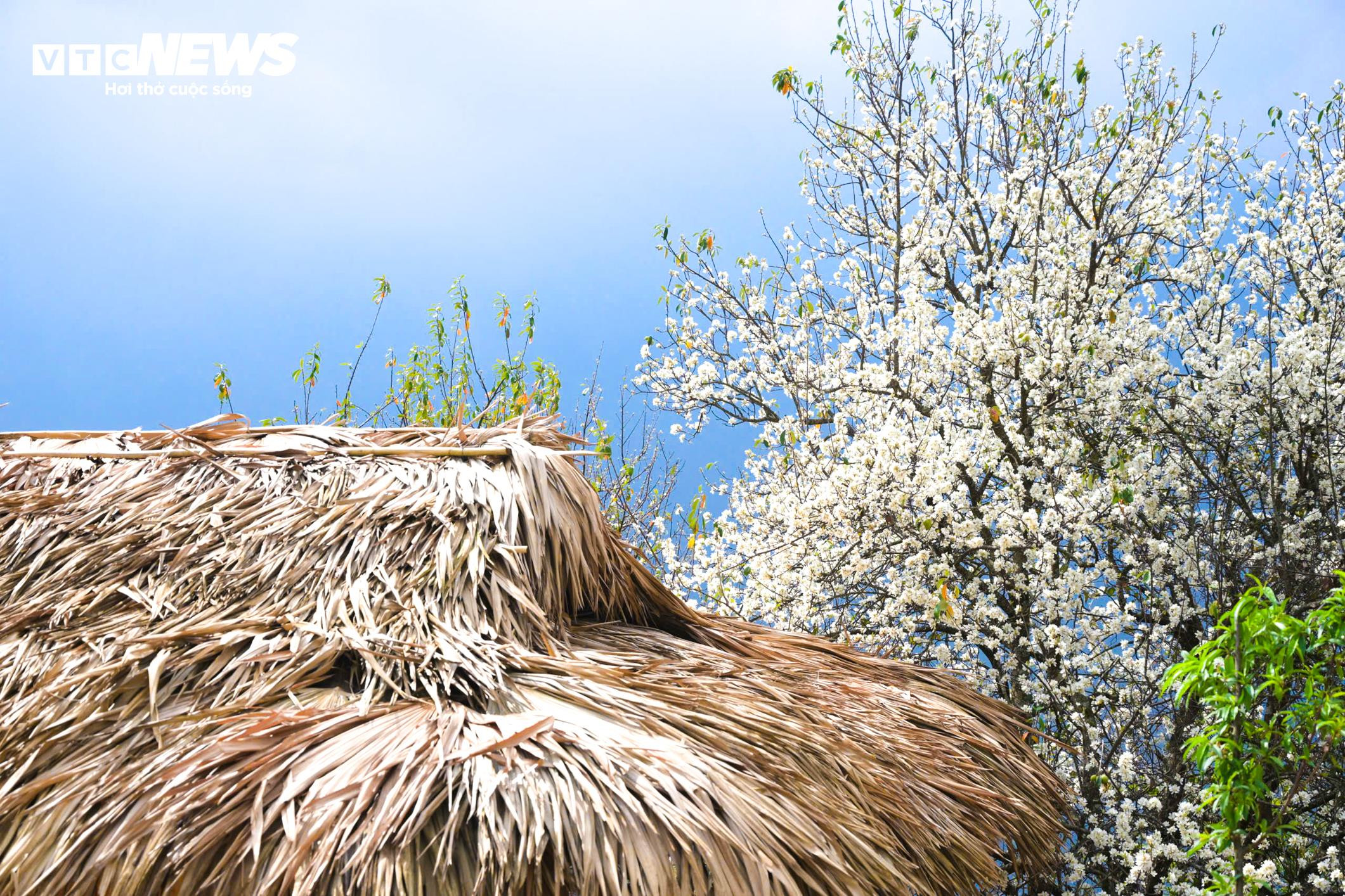 Du khách nườm nượp check-in tại rừng hoa sơn tra lớn nhất Việt Nam - 3