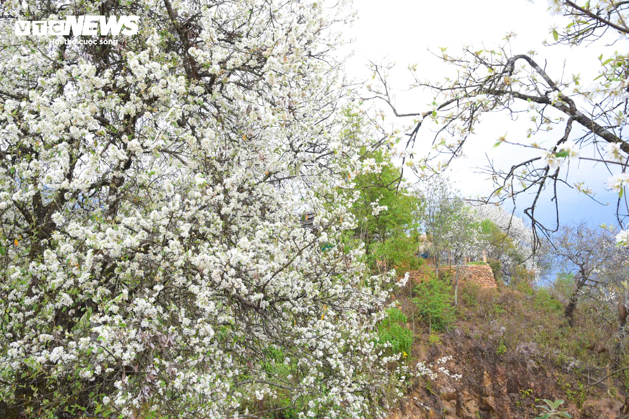 Du khách nườm nượp check-in tại rừng hoa sơn tra lớn nhất Việt Nam - 11