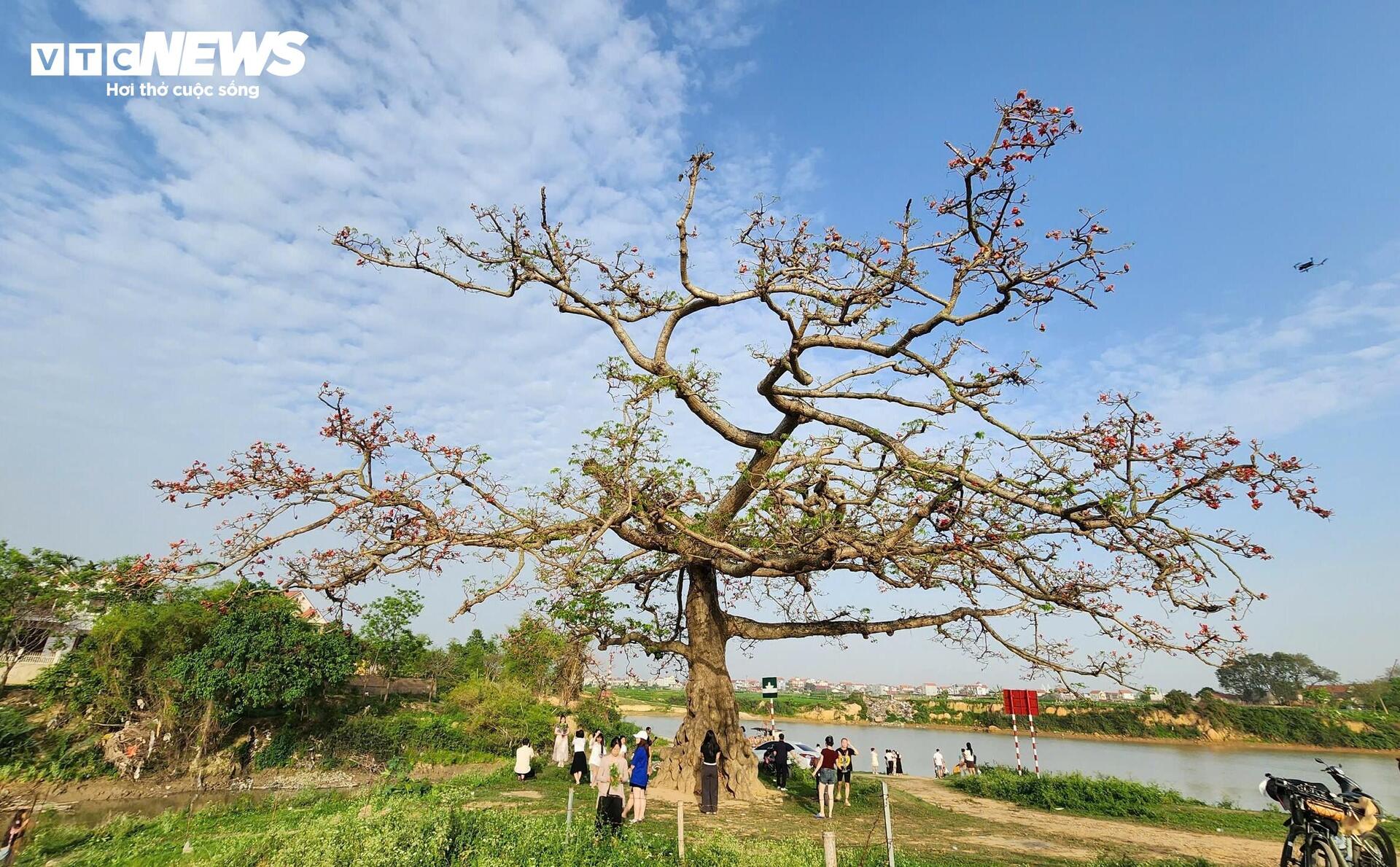 Check-in cây hoa gạo trăm tuổi ở nơi phát tích bài thơ thần 'Nam quốc sơn hà' - 1