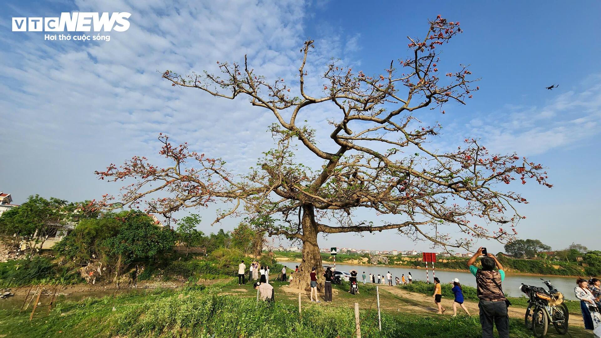 Check-in cây hoa gạo trăm tuổi ở nơi phát tích bài thơ thần 'Nam quốc sơn hà' - 9
