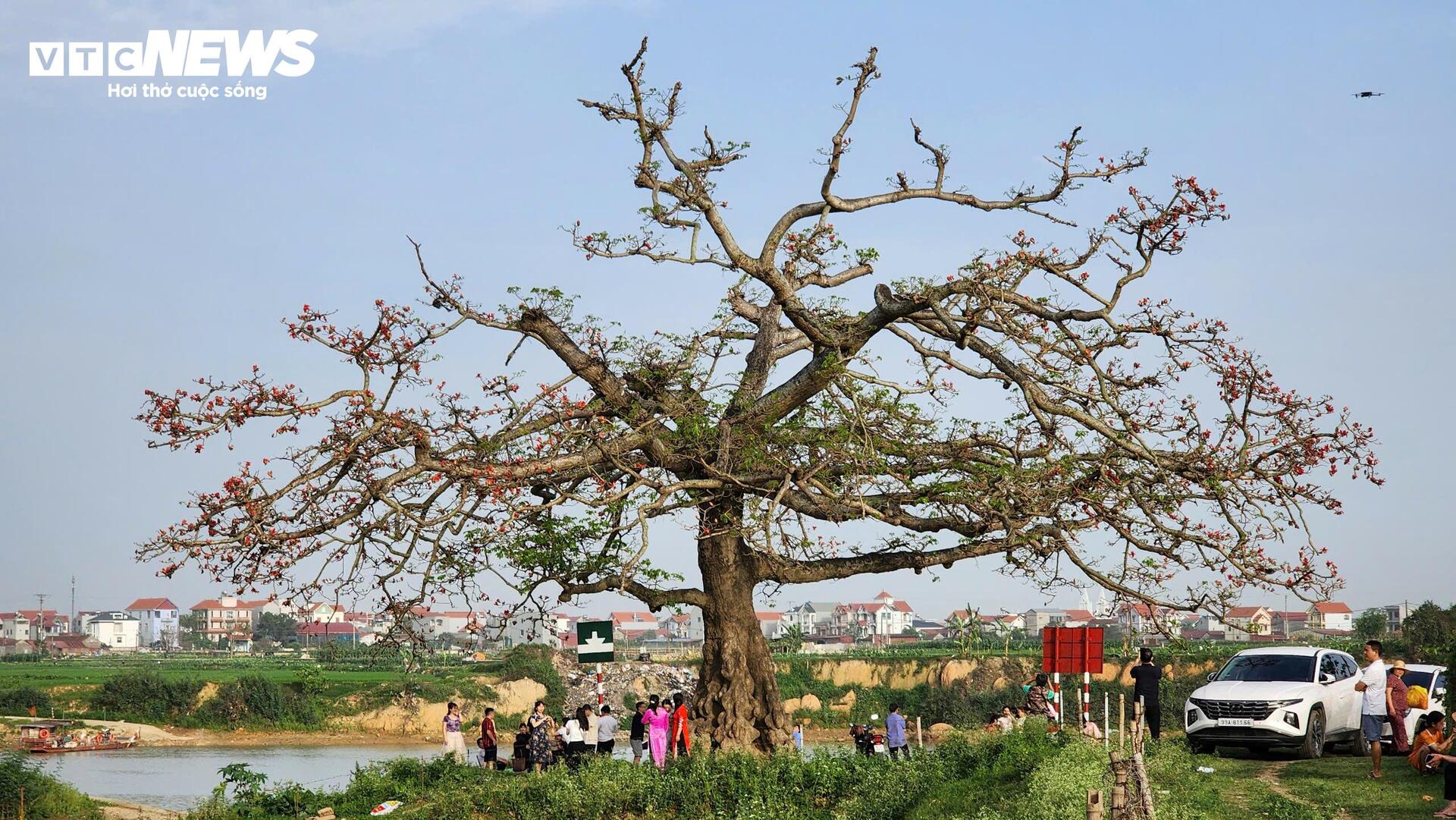 Check-in cây hoa gạo trăm tuổi ở nơi phát tích bài thơ thần 'Nam quốc sơn hà' - 7