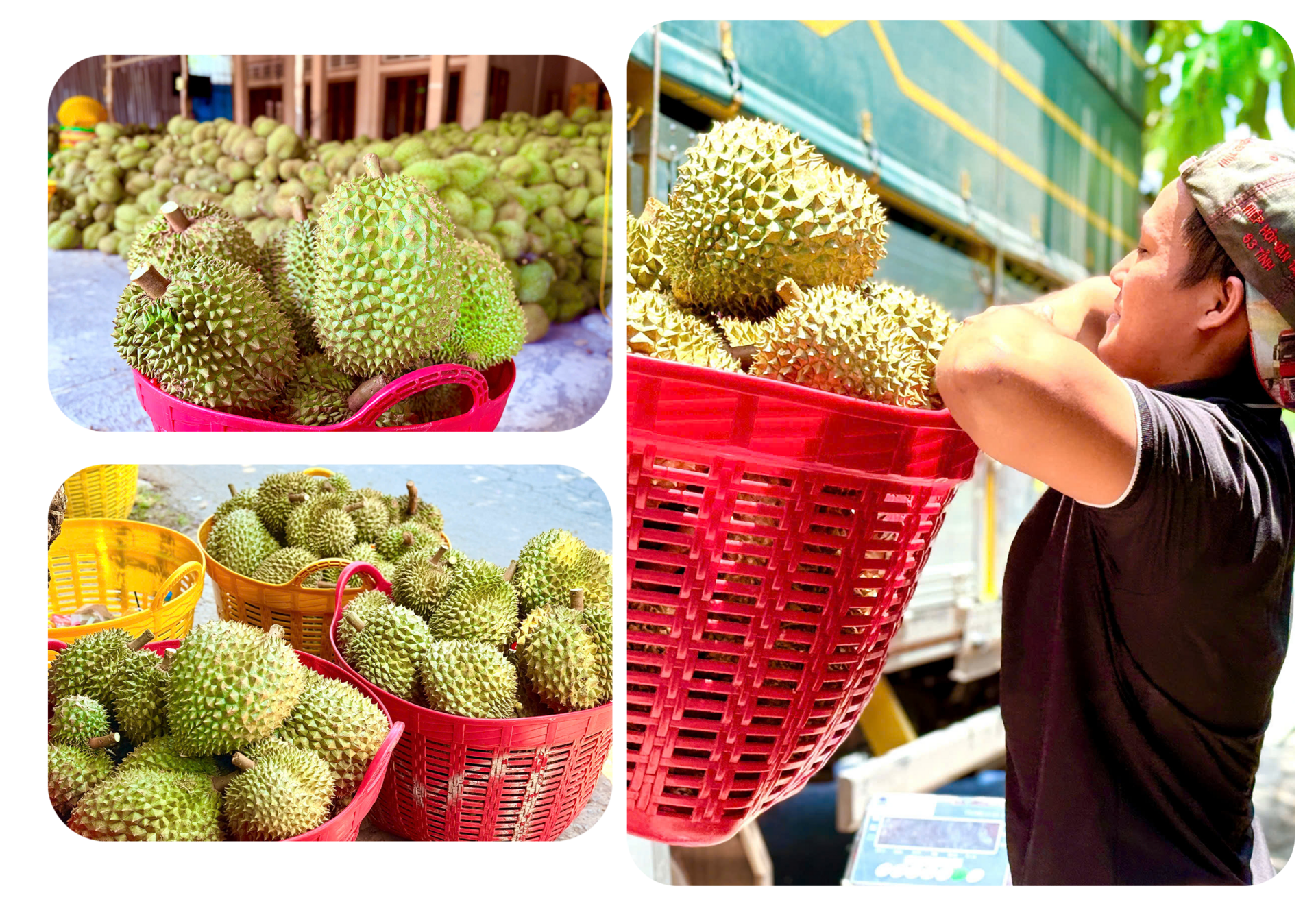 Sầu riêng rớt giá thê thảm, làm sao ‘giảm phụ thuộc vào thị trường tỷ USD’?- Ảnh 3. Sầu riêng rớt giá thê thảm, làm sao ‘giảm phụ thuộc vào thị trường tỷ USD’?- Ảnh 3.