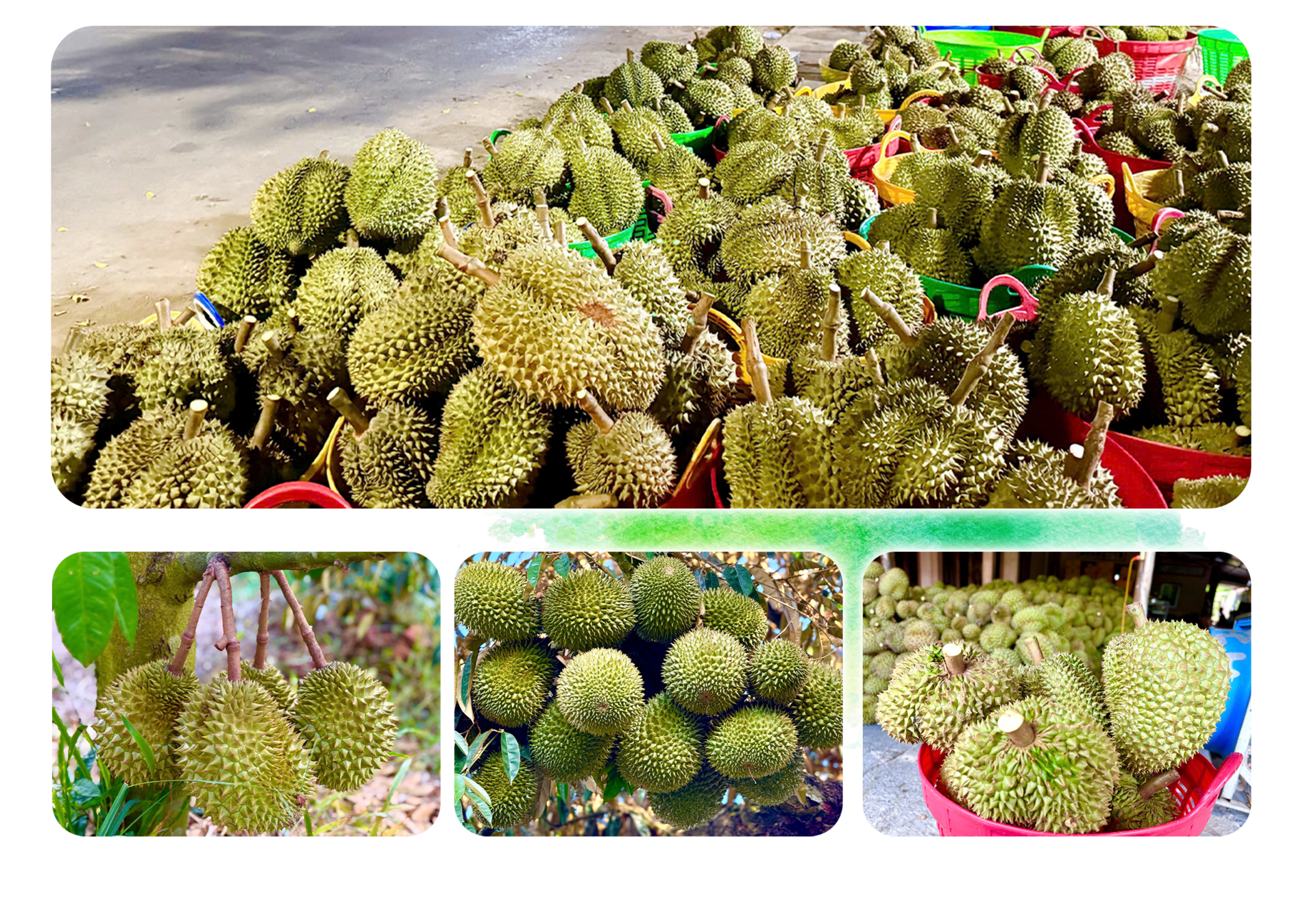 Sầu riêng rớt giá thê thảm, làm sao ‘giảm phụ thuộc vào thị trường tỷ USD’?- Ảnh 5. Sầu riêng rớt giá thê thảm, làm sao ‘giảm phụ thuộc vào thị trường tỷ USD’?- Ảnh 5.