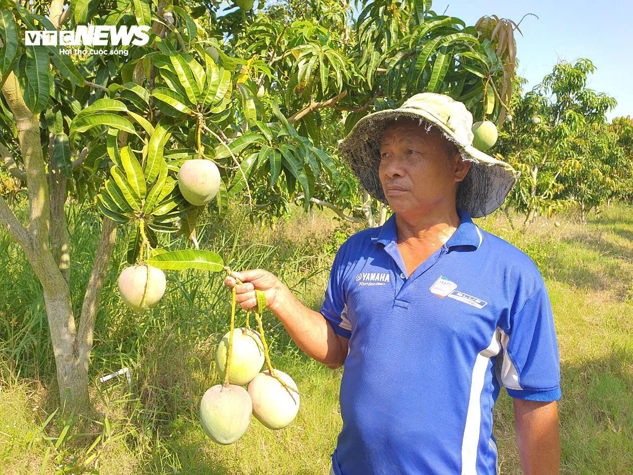 Giá xoài Úc giảm còn 1.000 - 5.000 đồng/kg, nông dân Khánh Hoà để rụng đầy vườn - 1