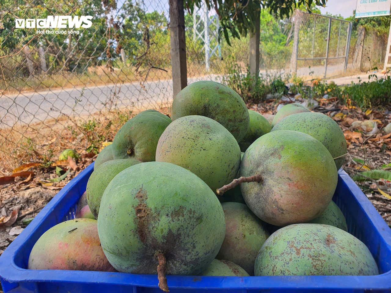 Giá xoài Úc giảm còn 1.000 - 5.000 đồng/kg, nông dân Khánh Hoà để rụng đầy vườn - 6