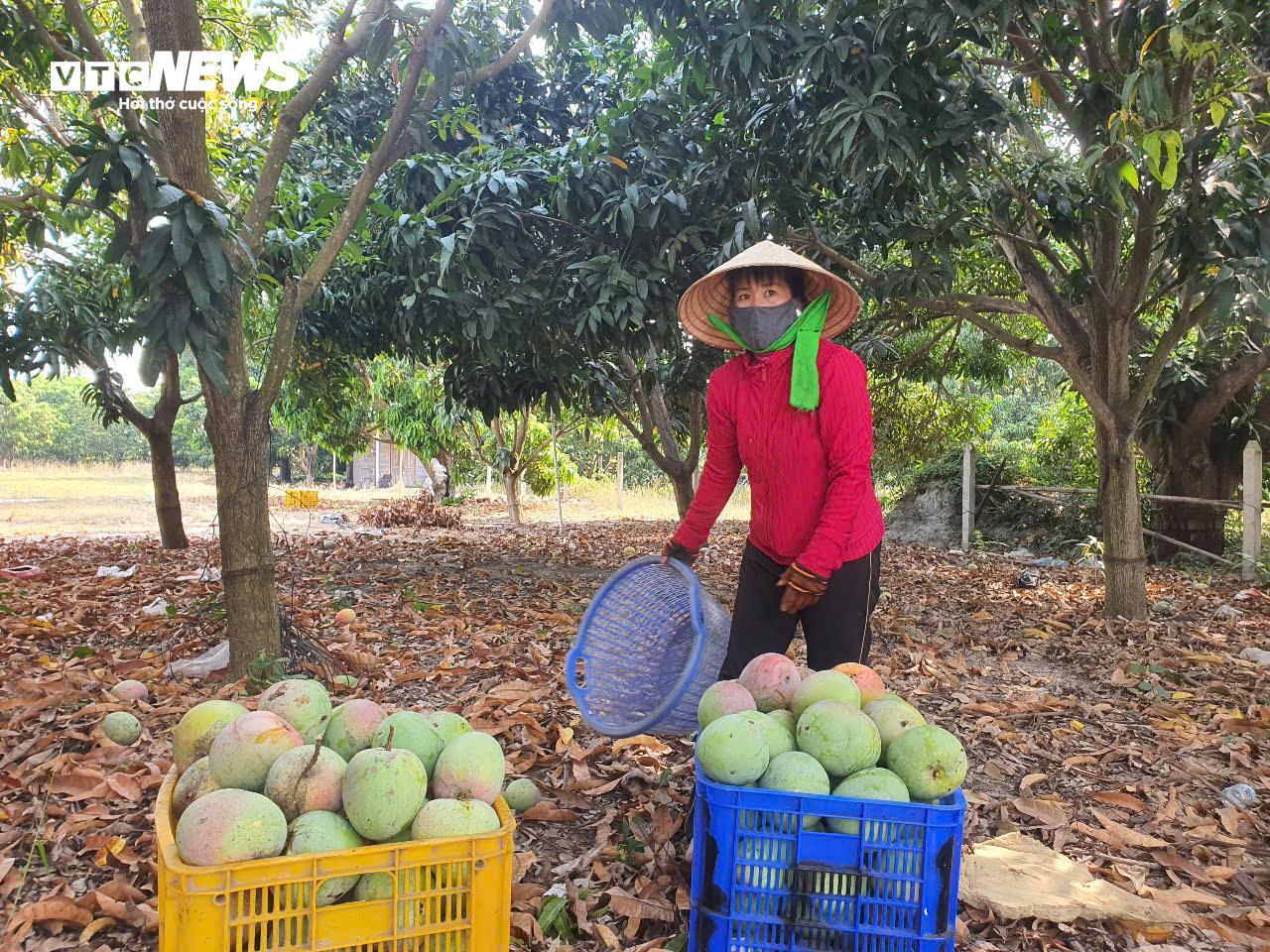 Giá xoài Úc giảm còn 1.000 - 5.000 đồng/kg, nông dân Khánh Hoà để rụng đầy vườn - 3