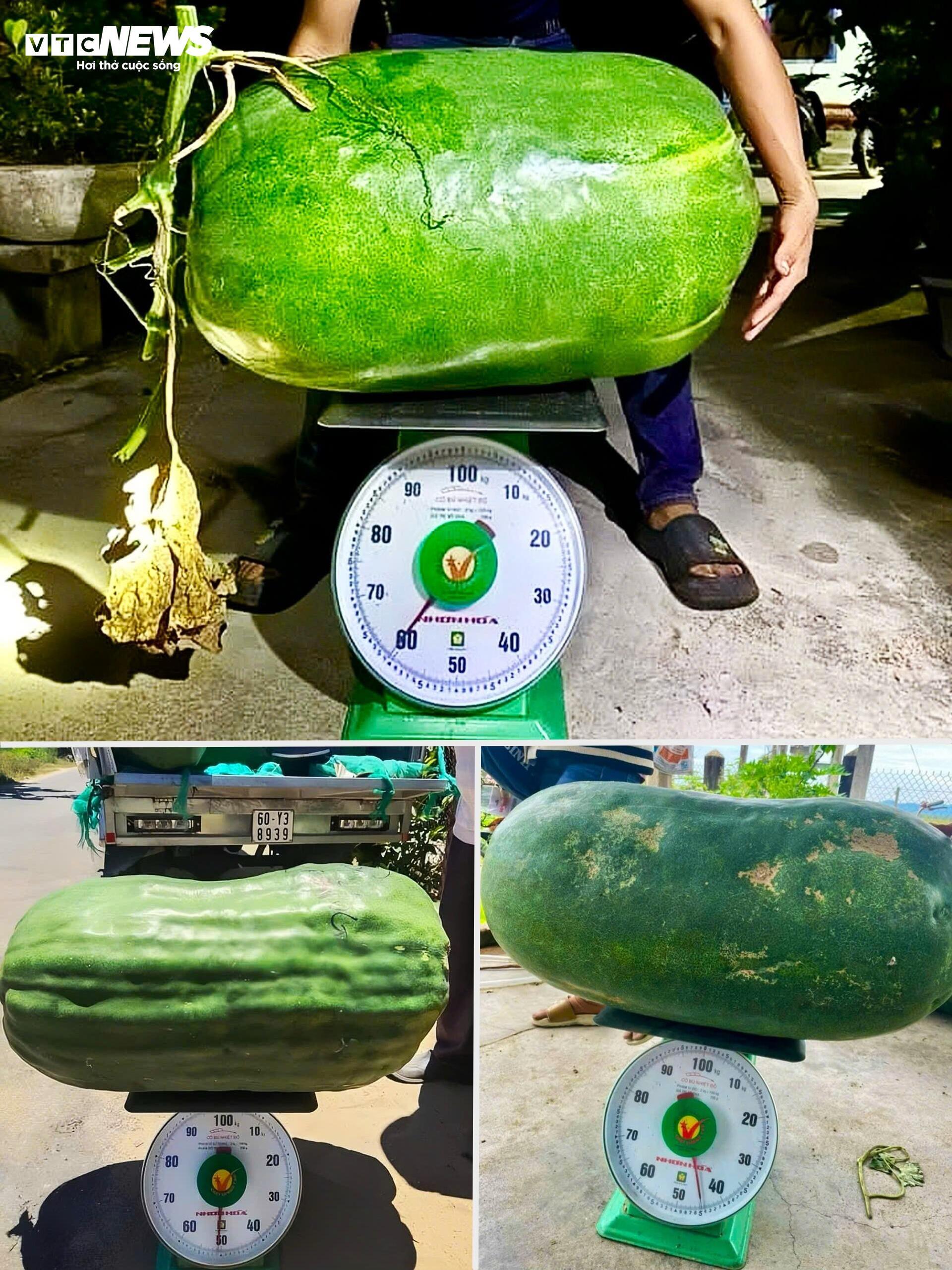 Độc lạ Bình Định: Làng trồng bí đao khổng lồ, quả nặng hơn 60kg- Ảnh 6. Độc lạ Bình Định: Làng trồng bí đao khổng lồ, quả nặng hơn 60kg- Ảnh 6.