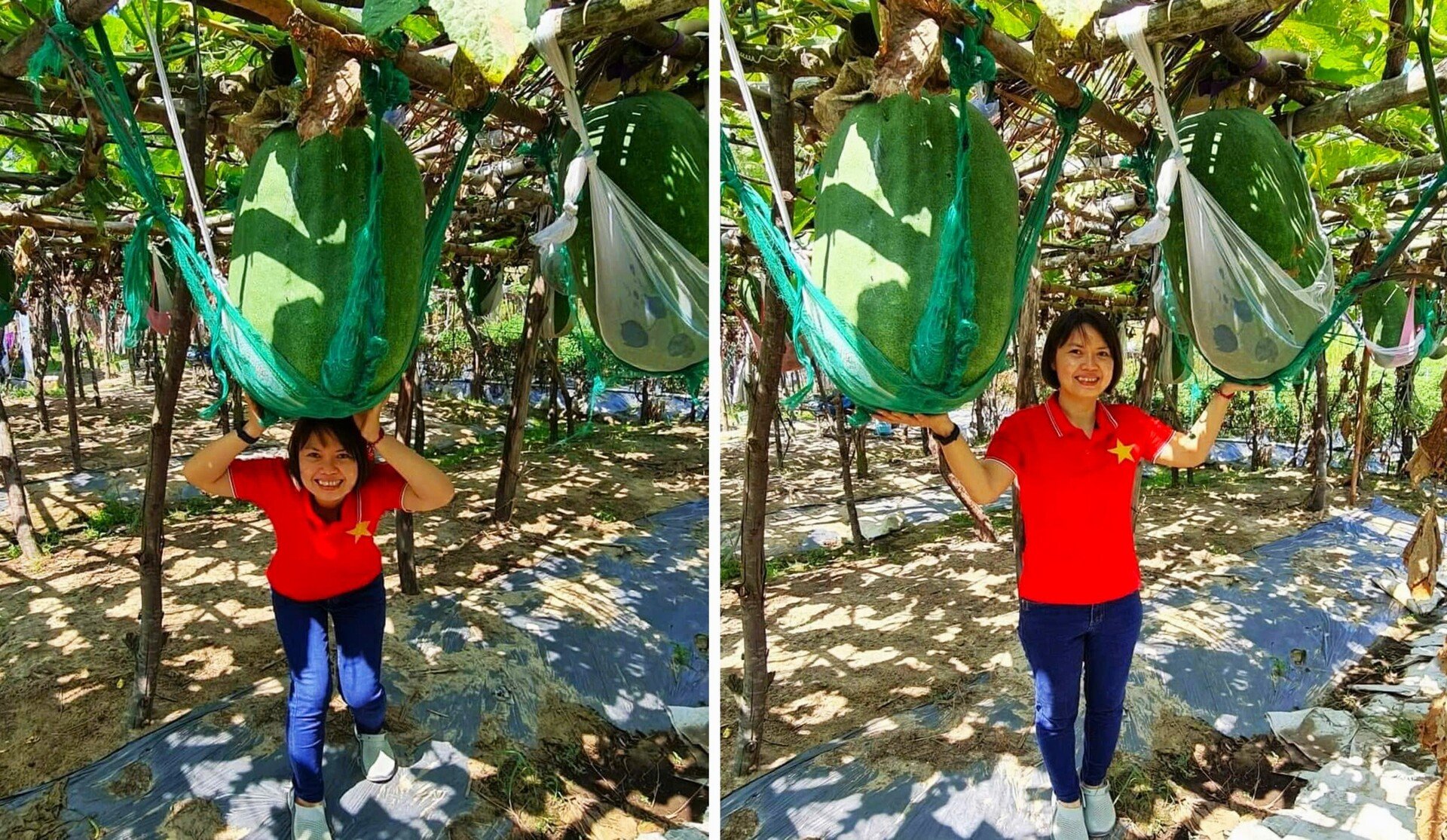 Độc lạ Bình Định: Làng trồng bí đao khổng lồ, quả nặng hơn 60kg- Ảnh 8. Độc lạ Bình Định: Làng trồng bí đao khổng lồ, quả nặng hơn 60kg- Ảnh 8.
