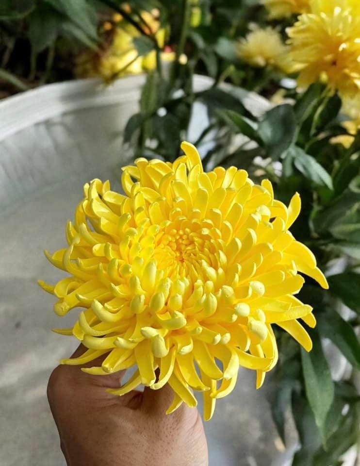 Chàng trai TP.HCM làm hoa bằng kem 'thật còn hơn cả hoa thật' - 17