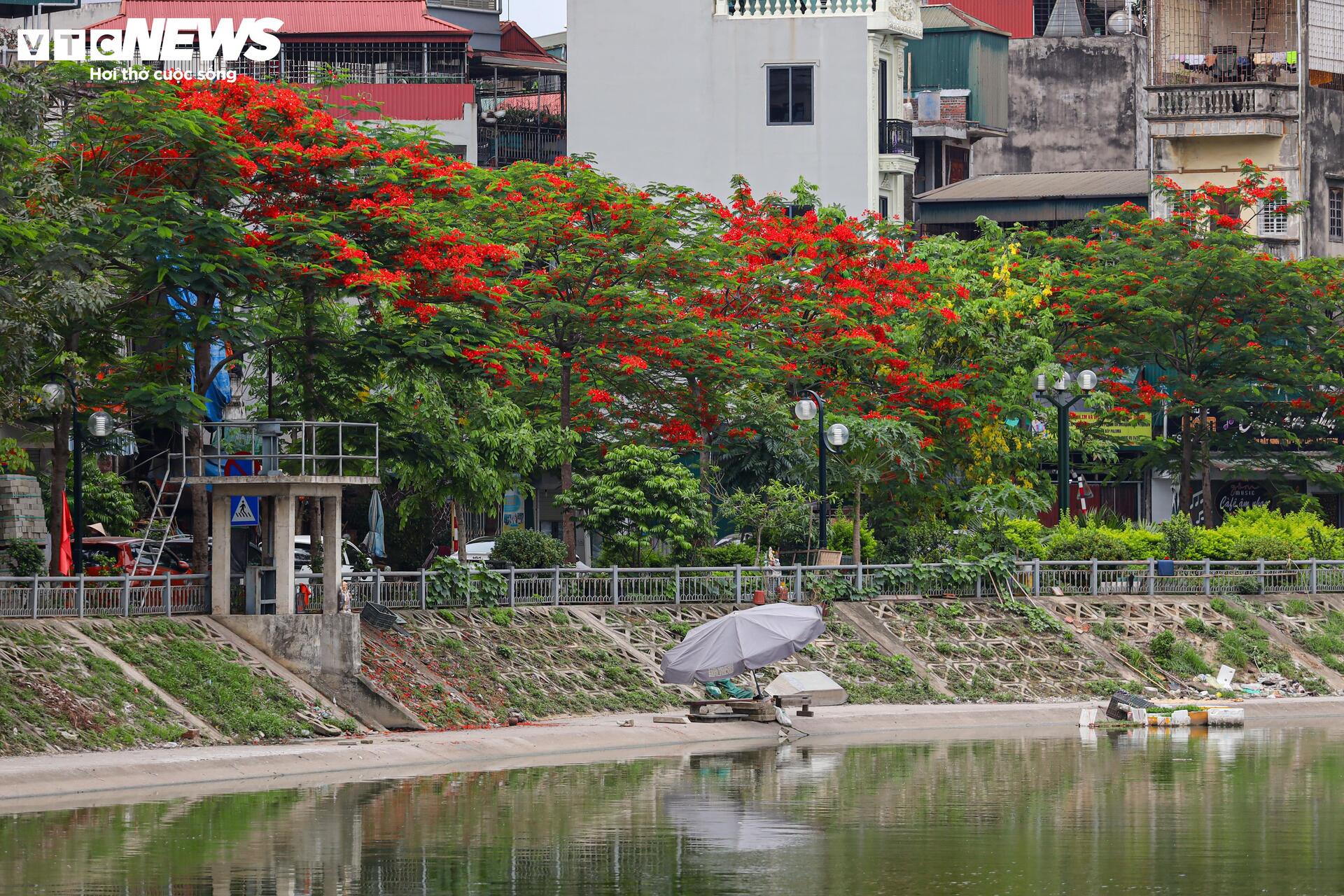 Phượng vĩ bung nở bừng sáng phố phường Hà Nội - 1