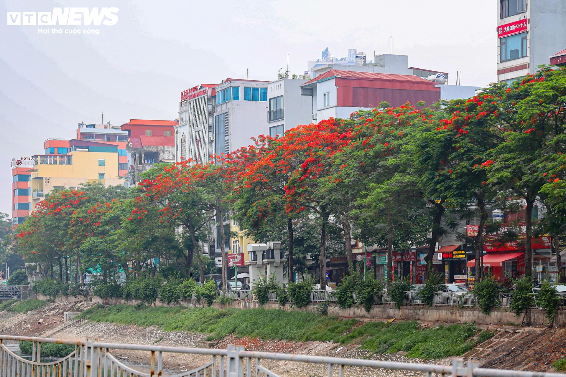 Phượng vĩ bung nở bừng sáng phố phường Hà Nội - 9