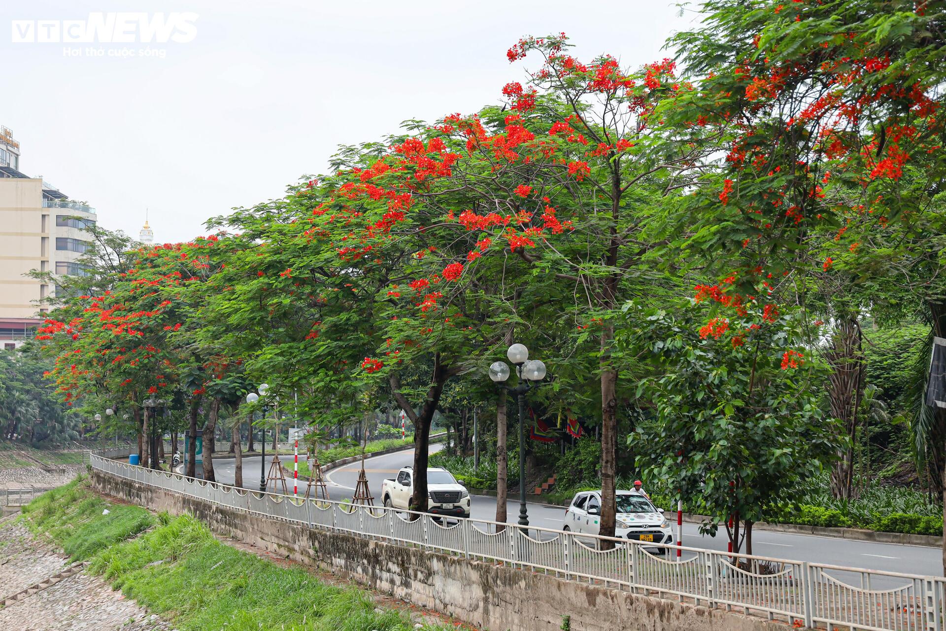 Phượng vĩ bung nở bừng sáng phố phường Hà Nội - 10