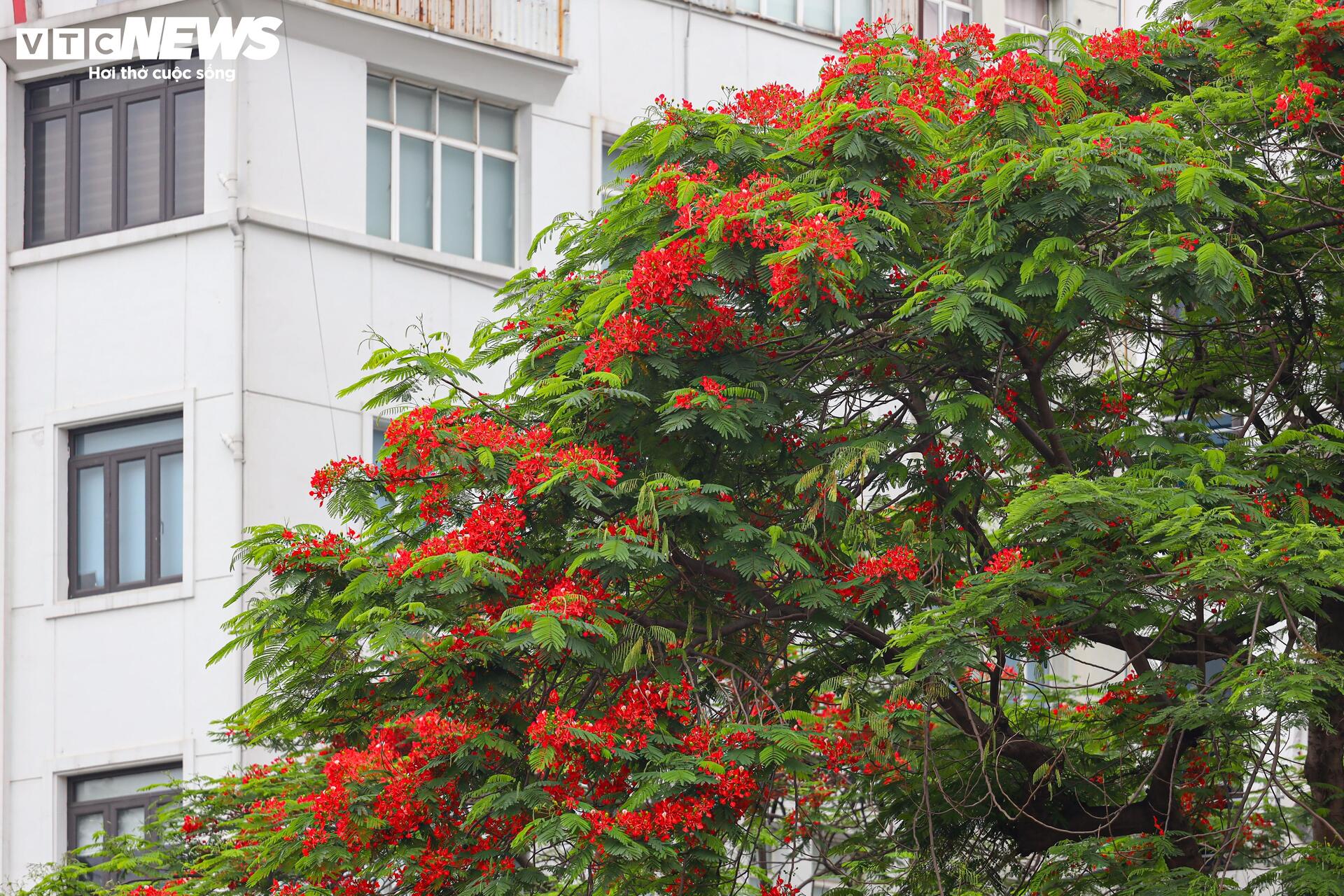 Phượng vĩ bung nở bừng sáng phố phường Hà Nội - 12