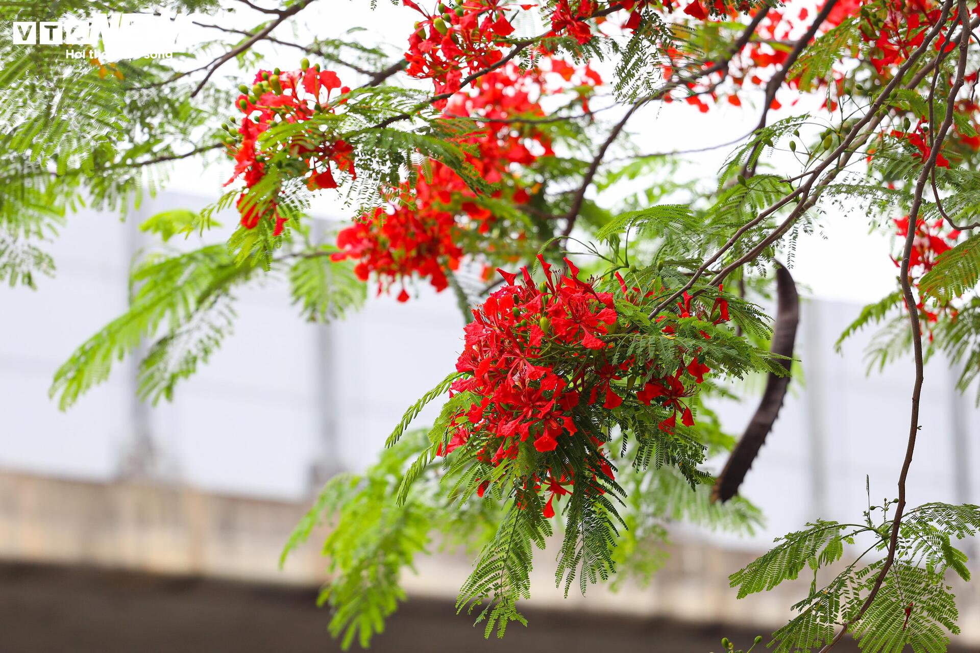 Phượng vĩ bung nở bừng sáng phố phường Hà Nội - 13