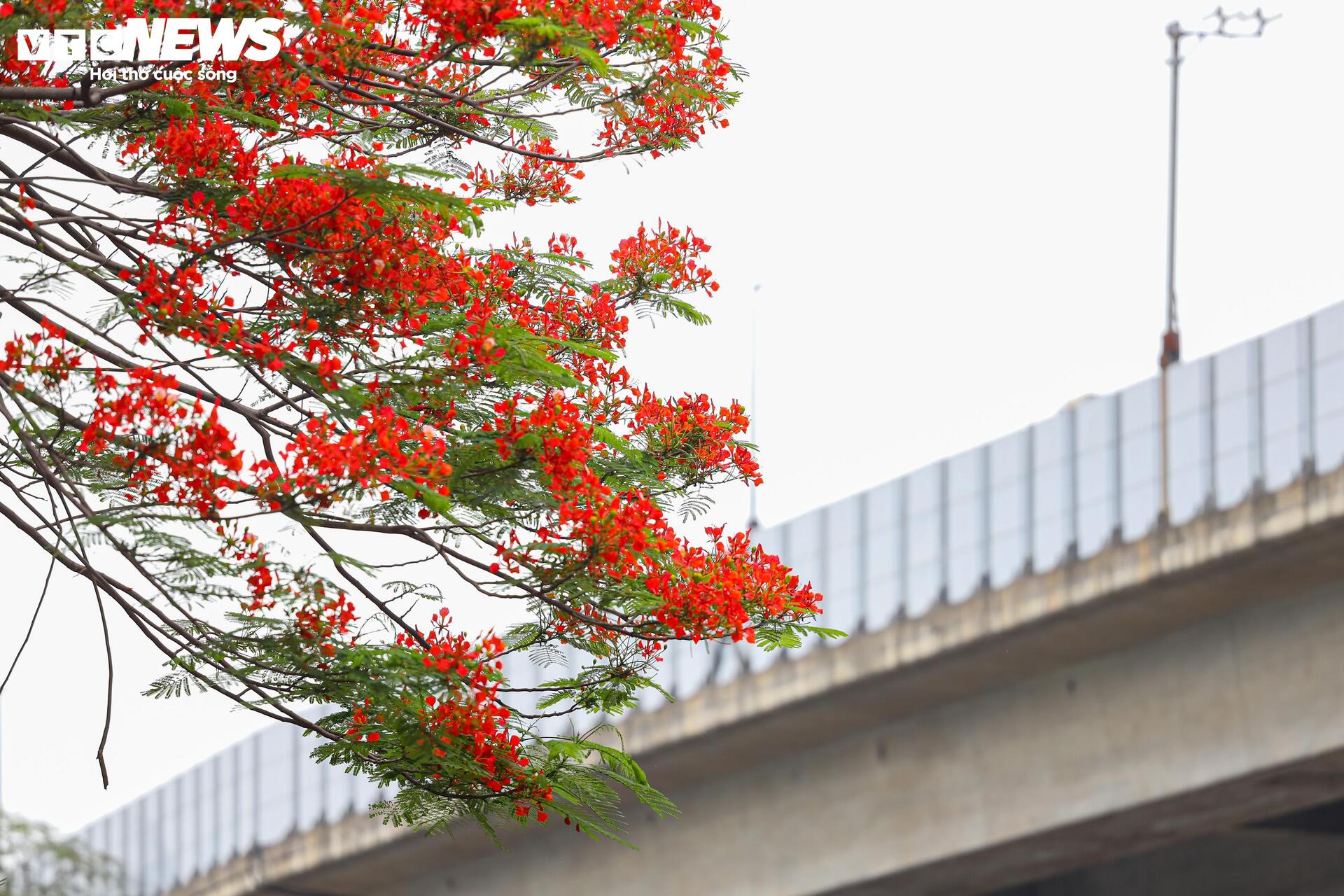Phượng vĩ bung nở bừng sáng phố phường Hà Nội - 11