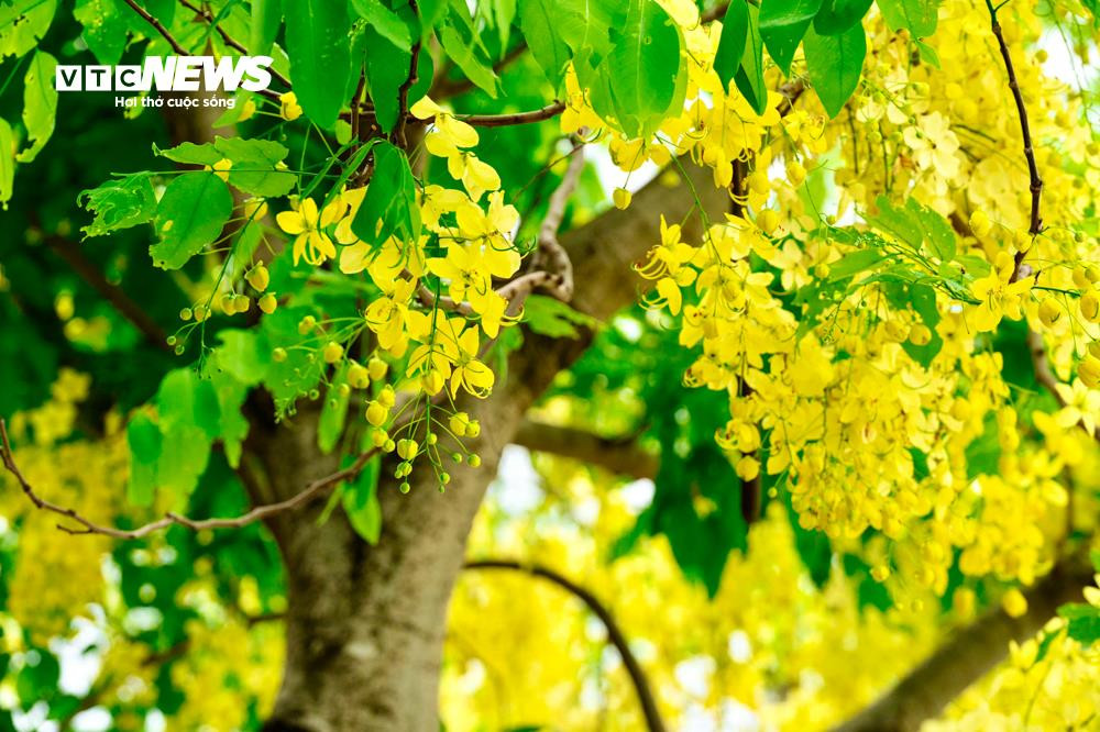 Hoa muồng hoàng yến khoe sắc vàng rực rỡ ven Hồ Tây - 10