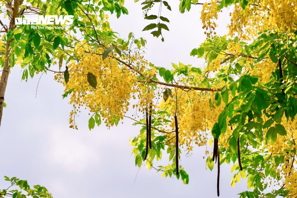 Hoa muồng hoàng yến khoe sắc vàng rực rỡ ven Hồ Tây - 4