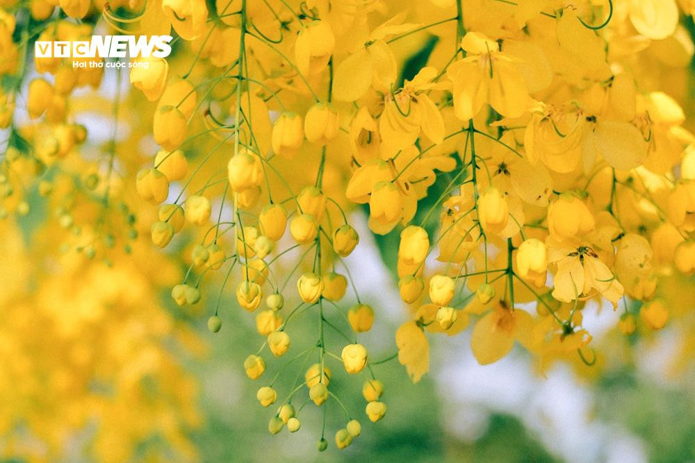 Hoa muồng hoàng yến khoe sắc vàng rực rỡ ven Hồ Tây - 9