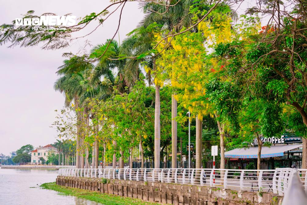 Hoa muồng hoàng yến khoe sắc vàng rực rỡ ven Hồ Tây - 1