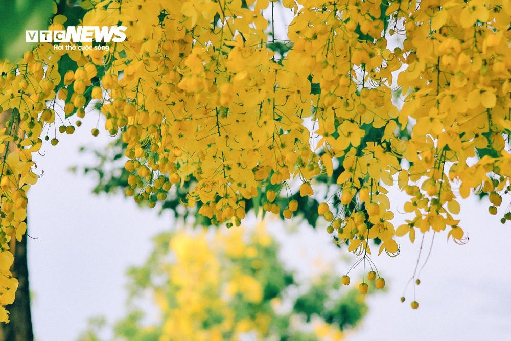 Hoa muồng hoàng yến khoe sắc vàng rực rỡ ven Hồ Tây - 3