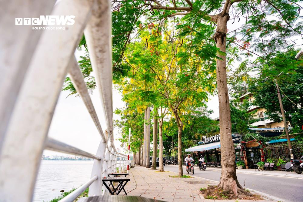 Hoa muồng hoàng yến khoe sắc vàng rực rỡ ven Hồ Tây - 2