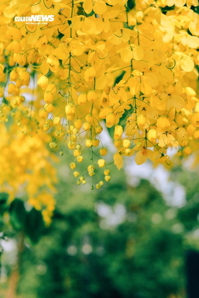 Hoa muồng hoàng yến khoe sắc vàng rực rỡ ven Hồ Tây - 11