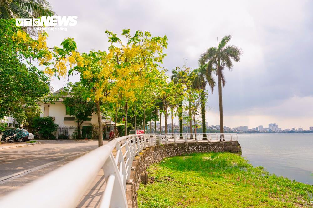 Hoa muồng hoàng yến khoe sắc vàng rực rỡ ven Hồ Tây - 5