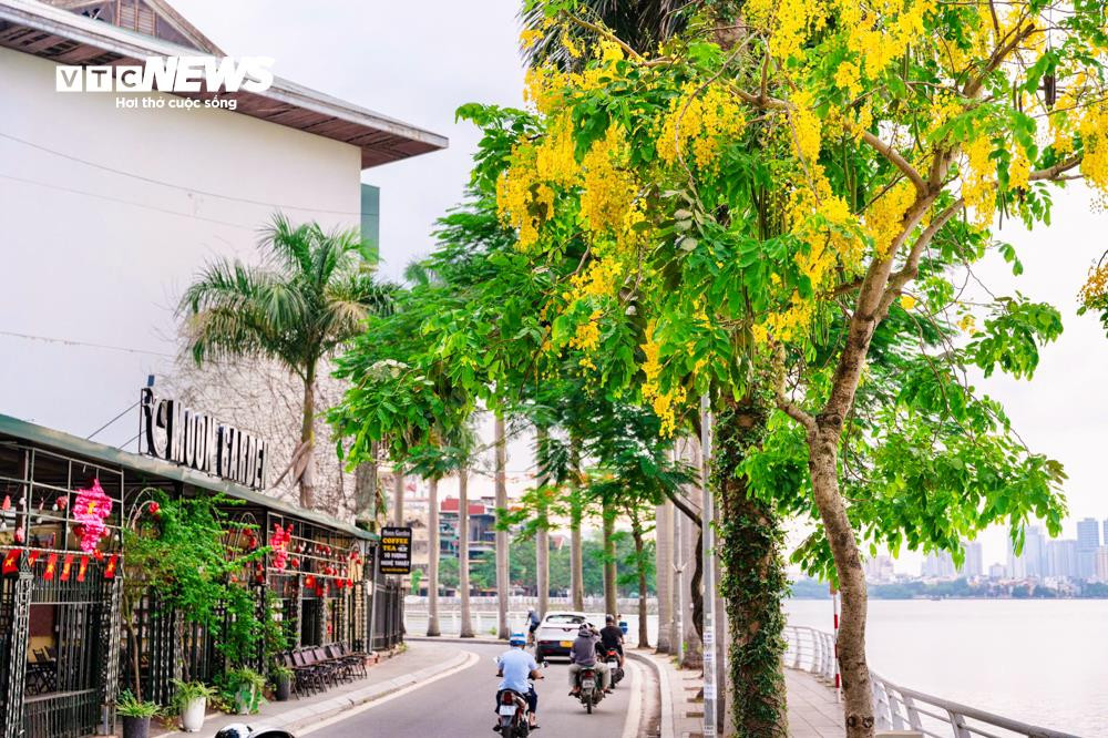 Hoa muồng hoàng yến khoe sắc vàng rực rỡ ven Hồ Tây - 6