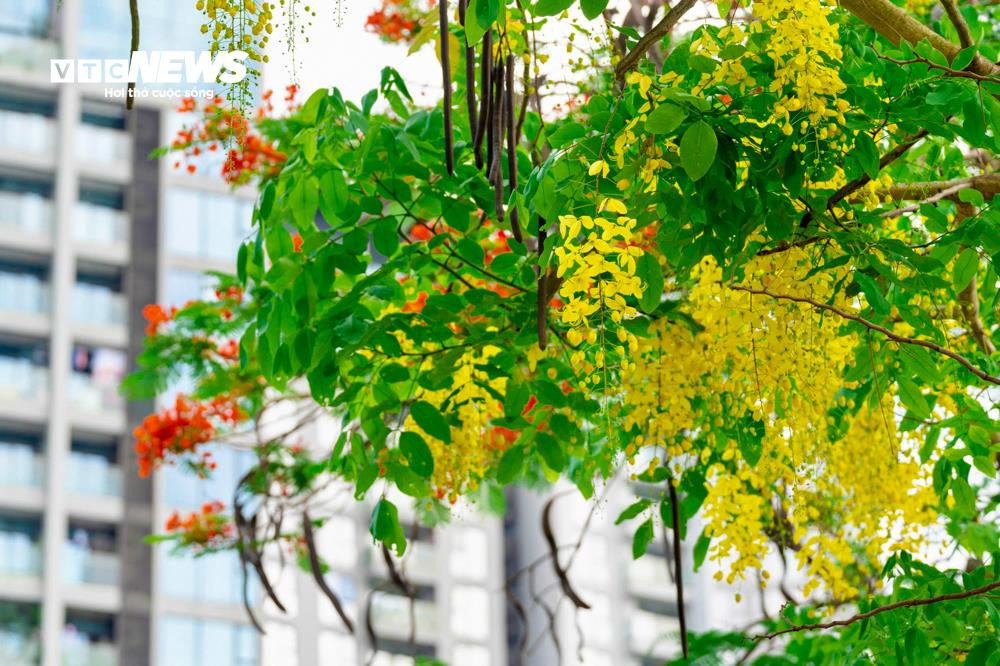 Hoa muồng hoàng yến khoe sắc vàng rực rỡ ven Hồ Tây - 7