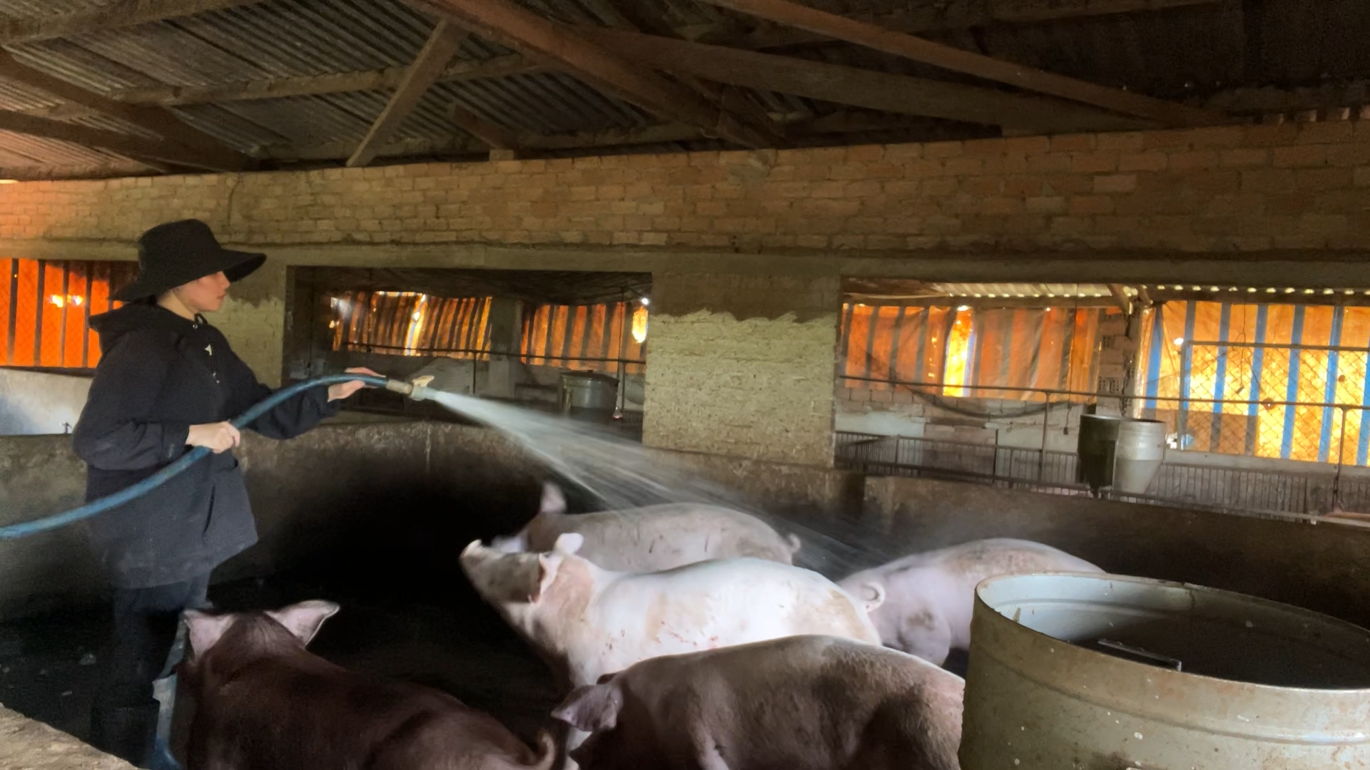 Mỹ nhân gen Z hút triệu view với cảnh vác tải cám phăng phăng nuôi 200 con lợn - 3