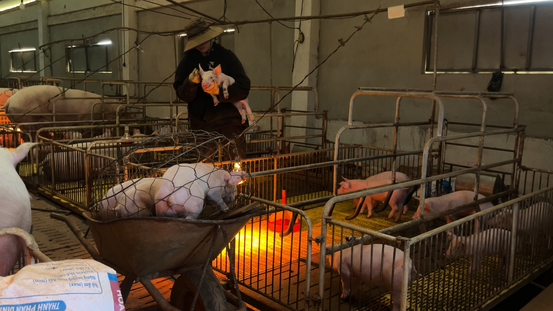 Mỹ nhân gen Z hút triệu view với cảnh vác tải cám phăng phăng nuôi 200 con lợn - 4