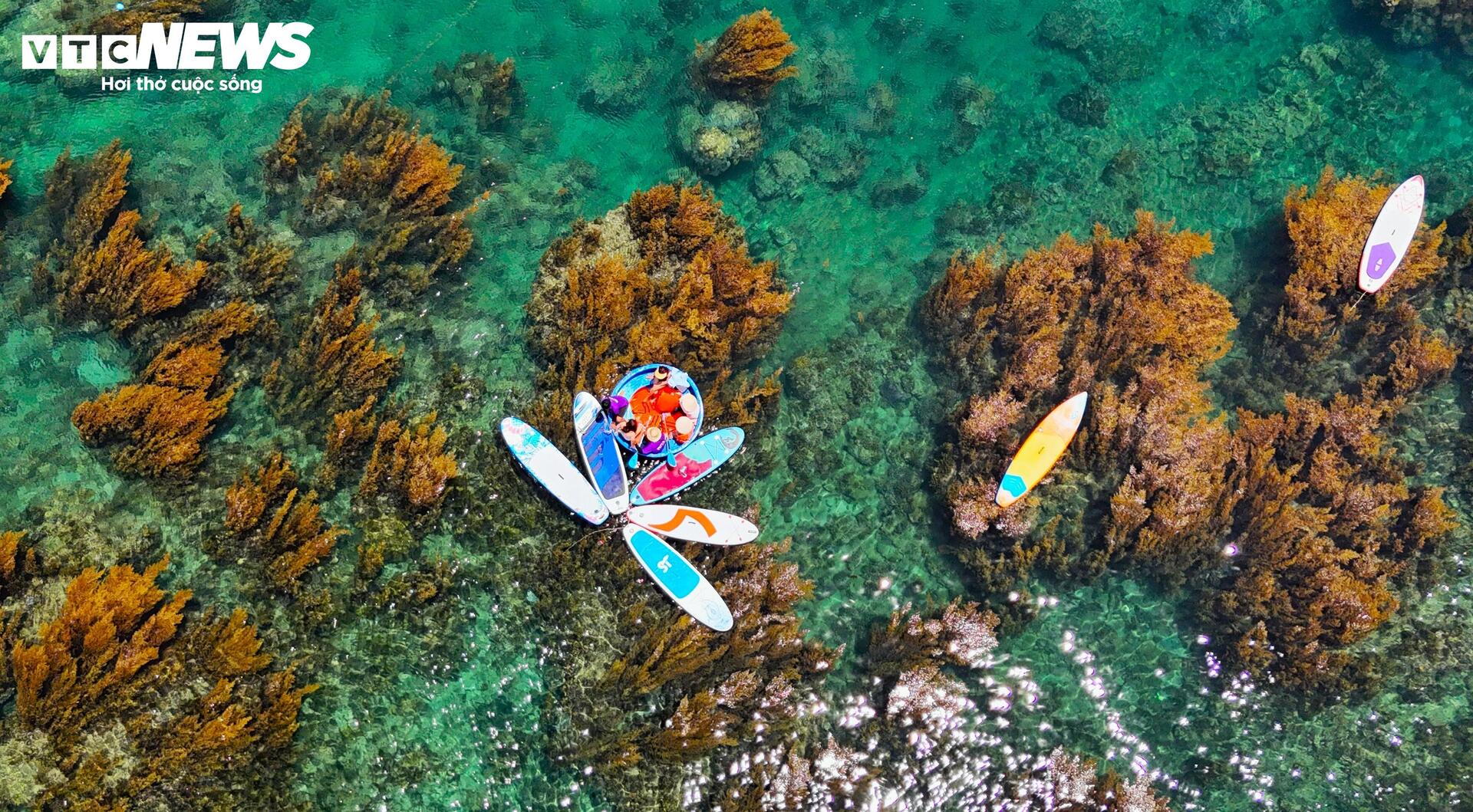 'Trốn' phố thị ồn ào, về Quy Nhơn ngắm rong mơ nhuộm vàng đáy biển - 6